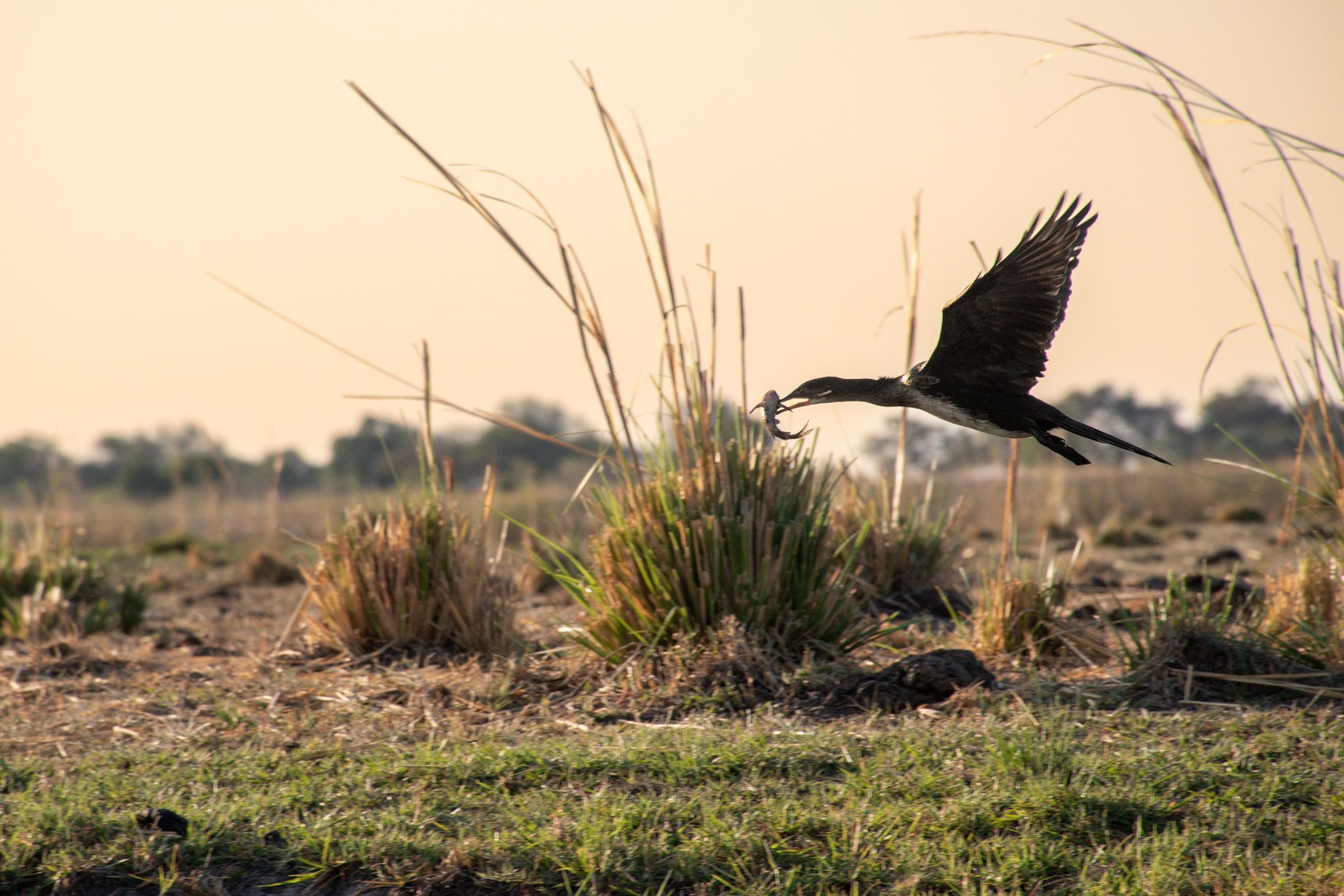 Instant precís - Chobe National Park, Botswana FOTO: Eli Guillaumet