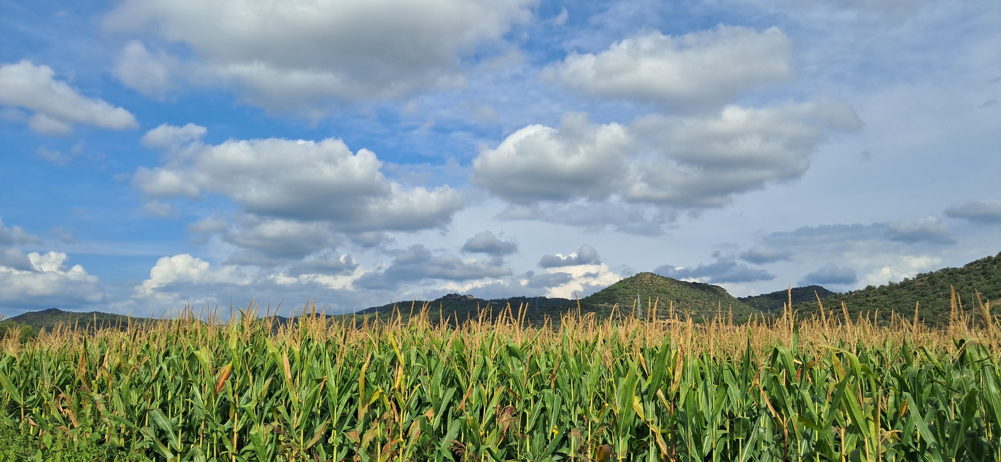 L'horta - La Noguera, Lleida FOTO: Rogeli Pedrá Fontanet