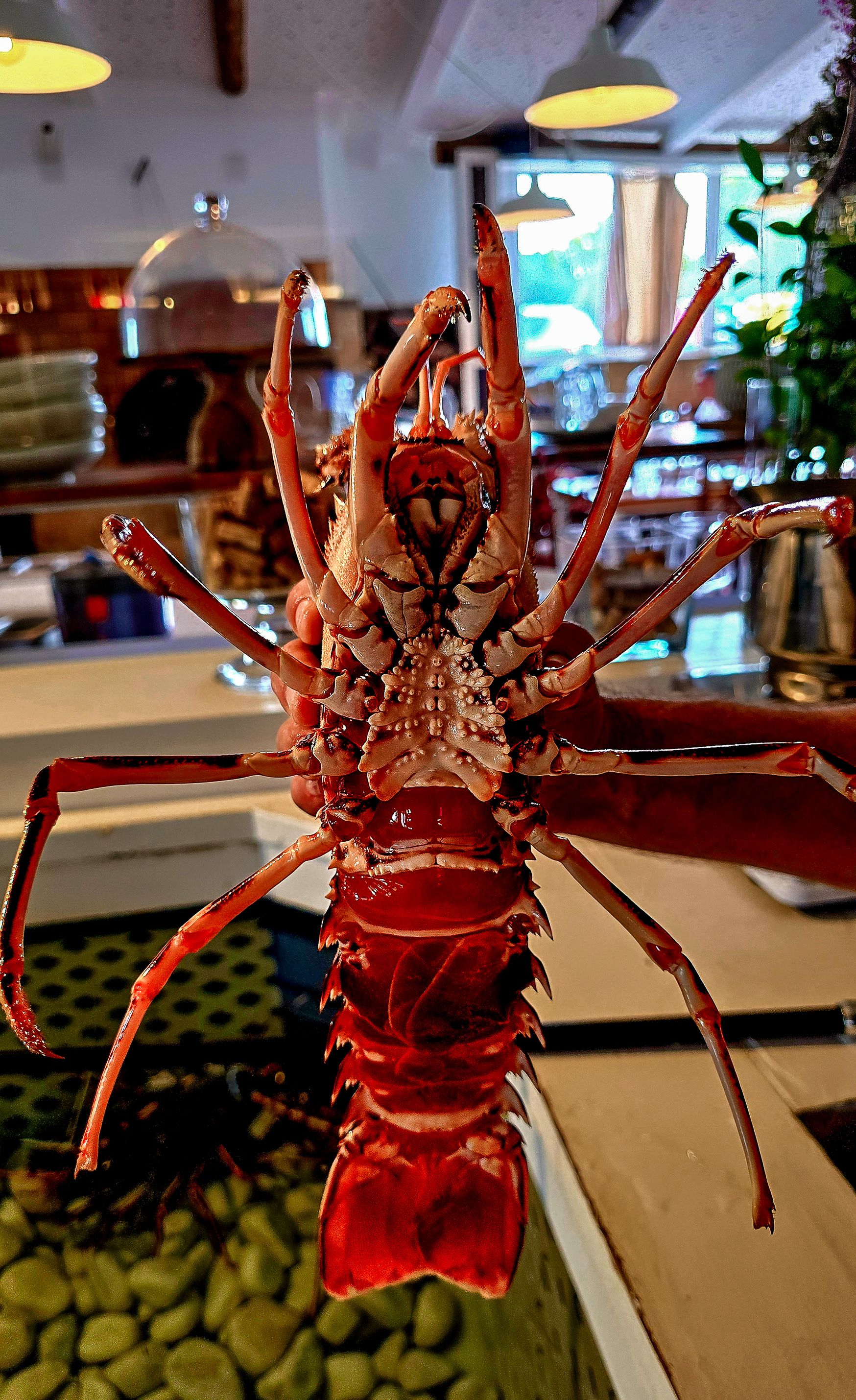 Llagosta Vermella de Menorca - Ca Na Marga, Fornells, Menorca FOTO: Mercé Depares Huerva