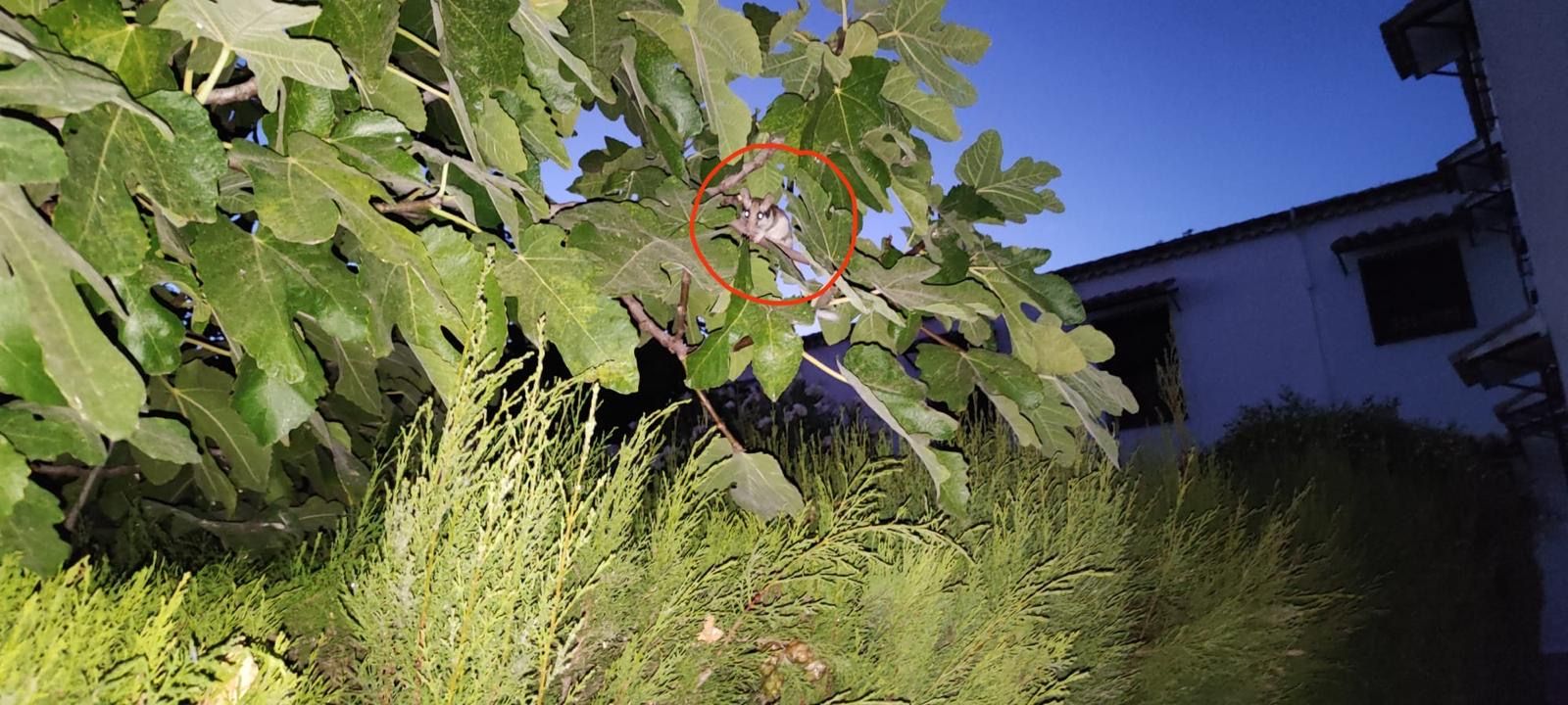 Lirón Carrero menjant a una figuera - Cortijo, Uribe, Jaén FOTO: Agusti de Uribe Salazar