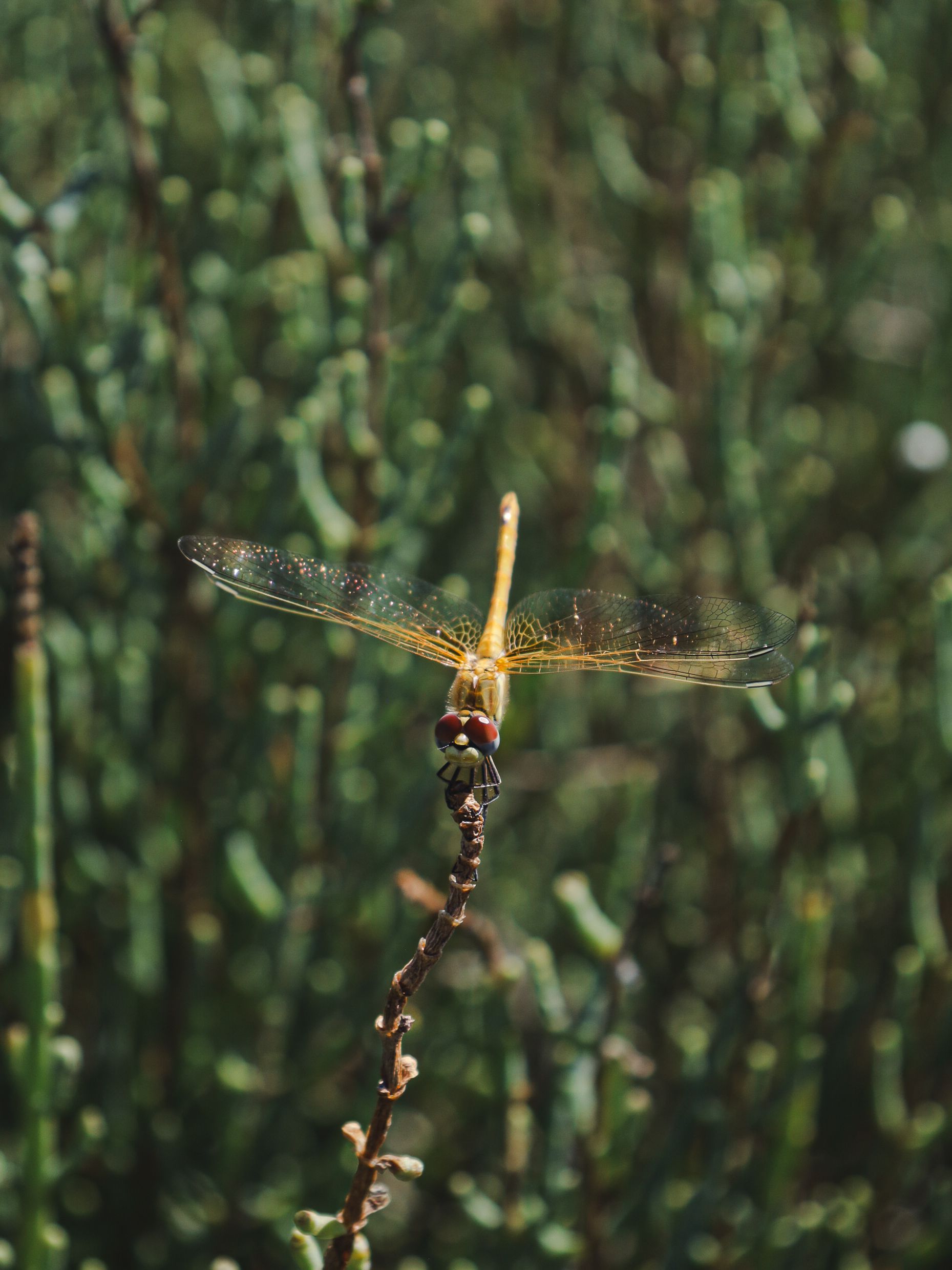 Libélula - Delta de l'Ebre FOTO: Sonia Llorente 