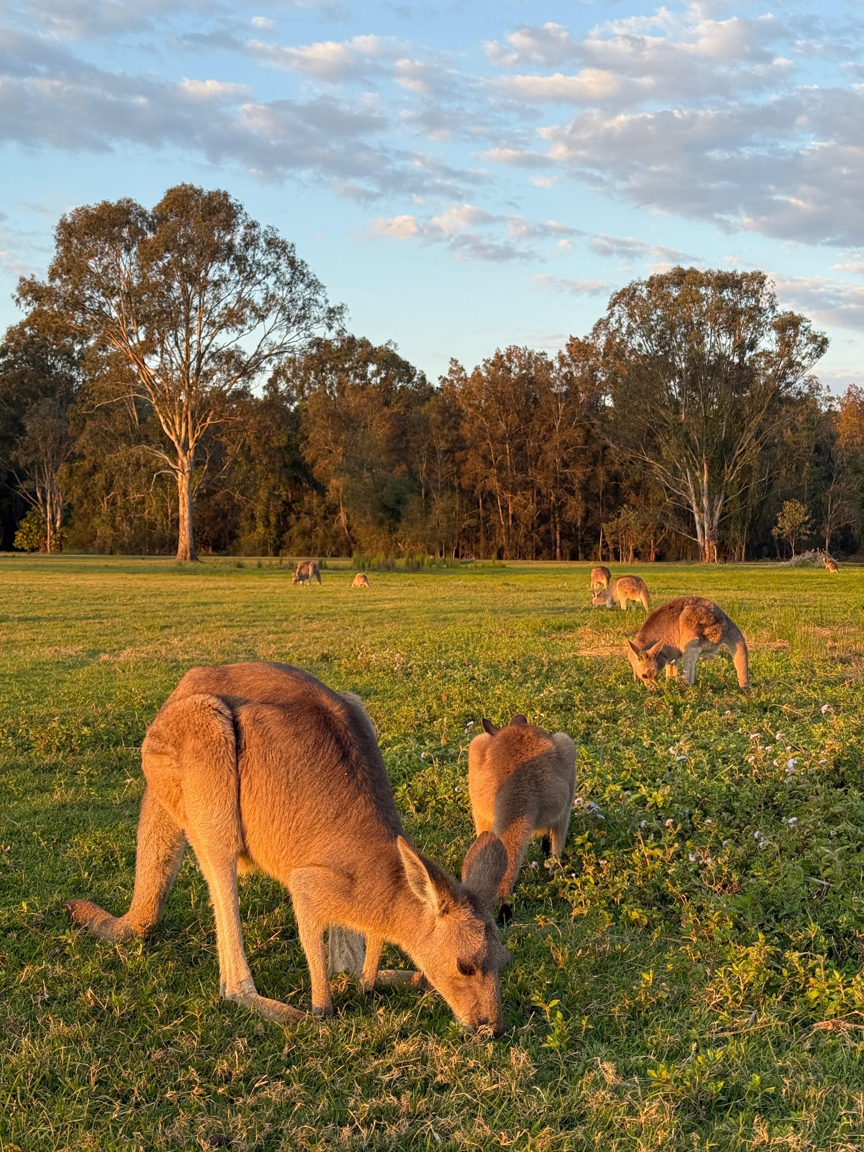 Libertad - Austràlia FOTO: Sara Lloret Borella
