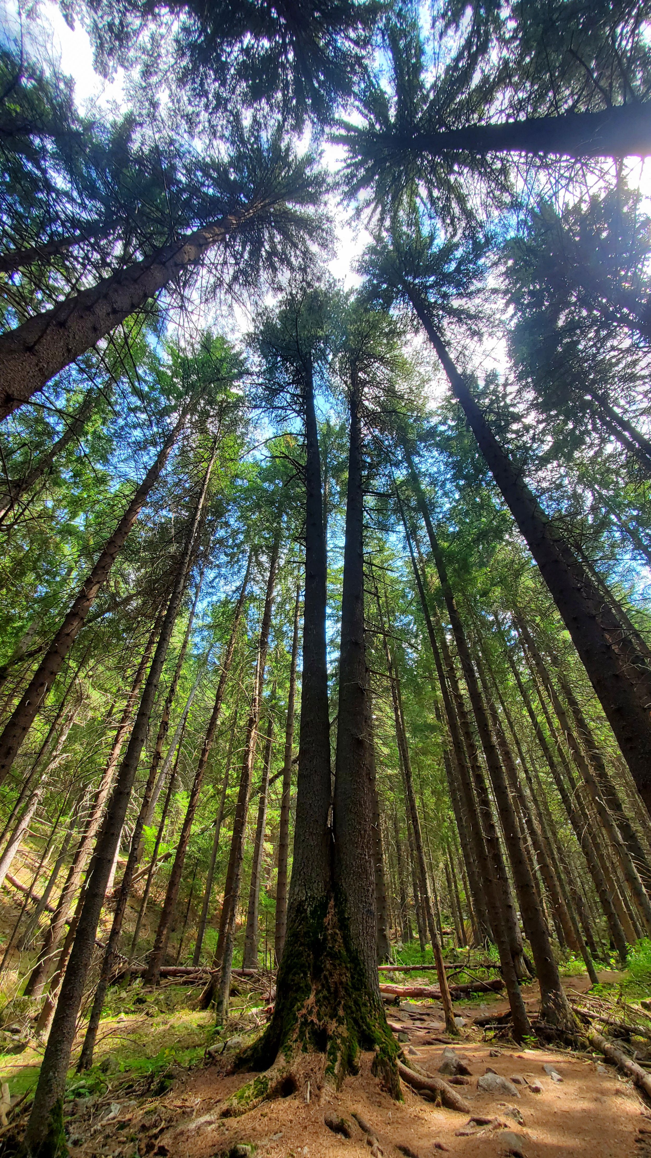 Levanta los ojos - Rila, Bulgària FOTO: Aneliya Simeonova
