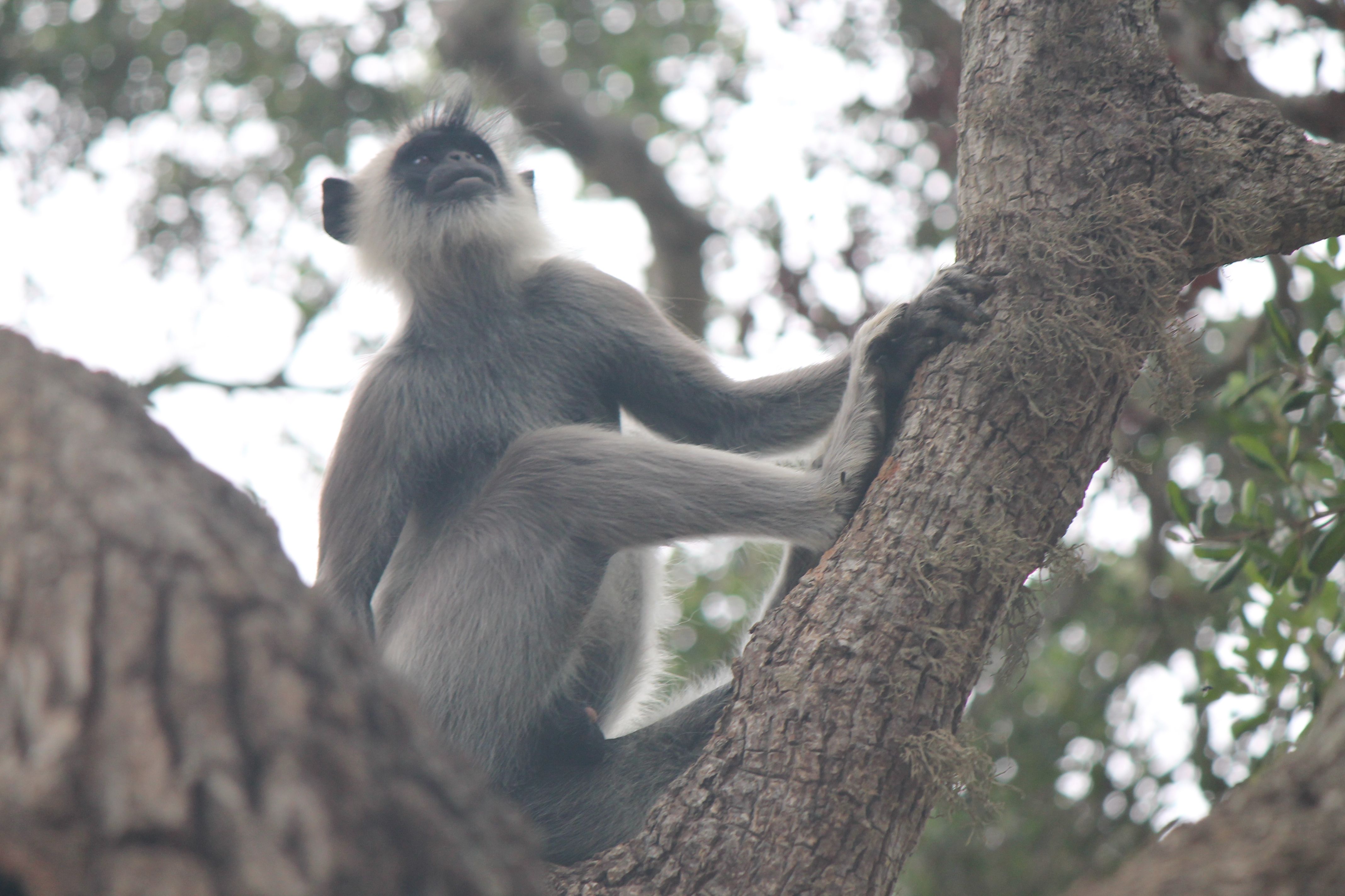 Langur de vigilancia - Sri Lanka FOTO: Carlota Palma