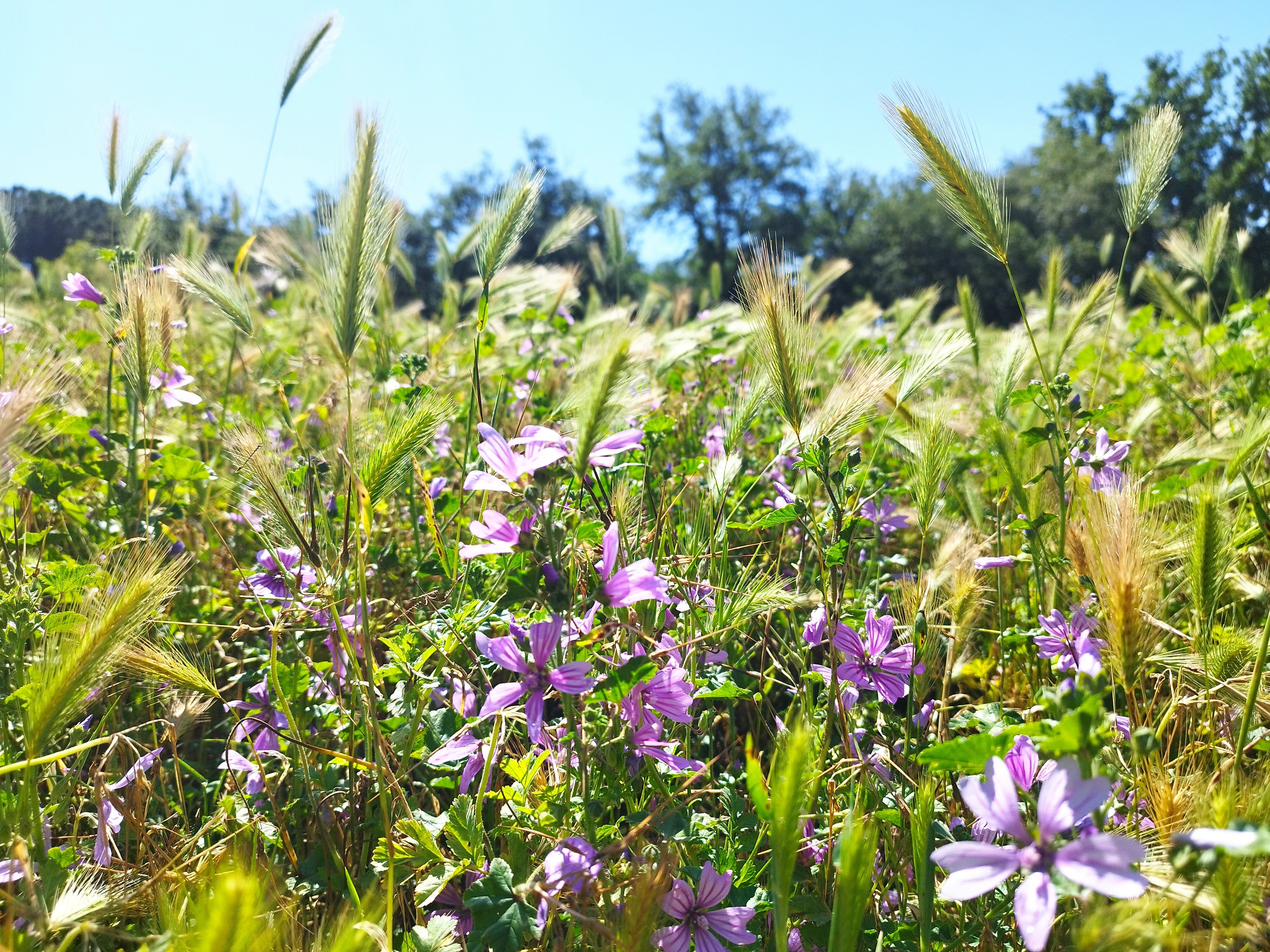 La primavera - Sant Cugat del Vallès FOTO: Maria Soler Planas 