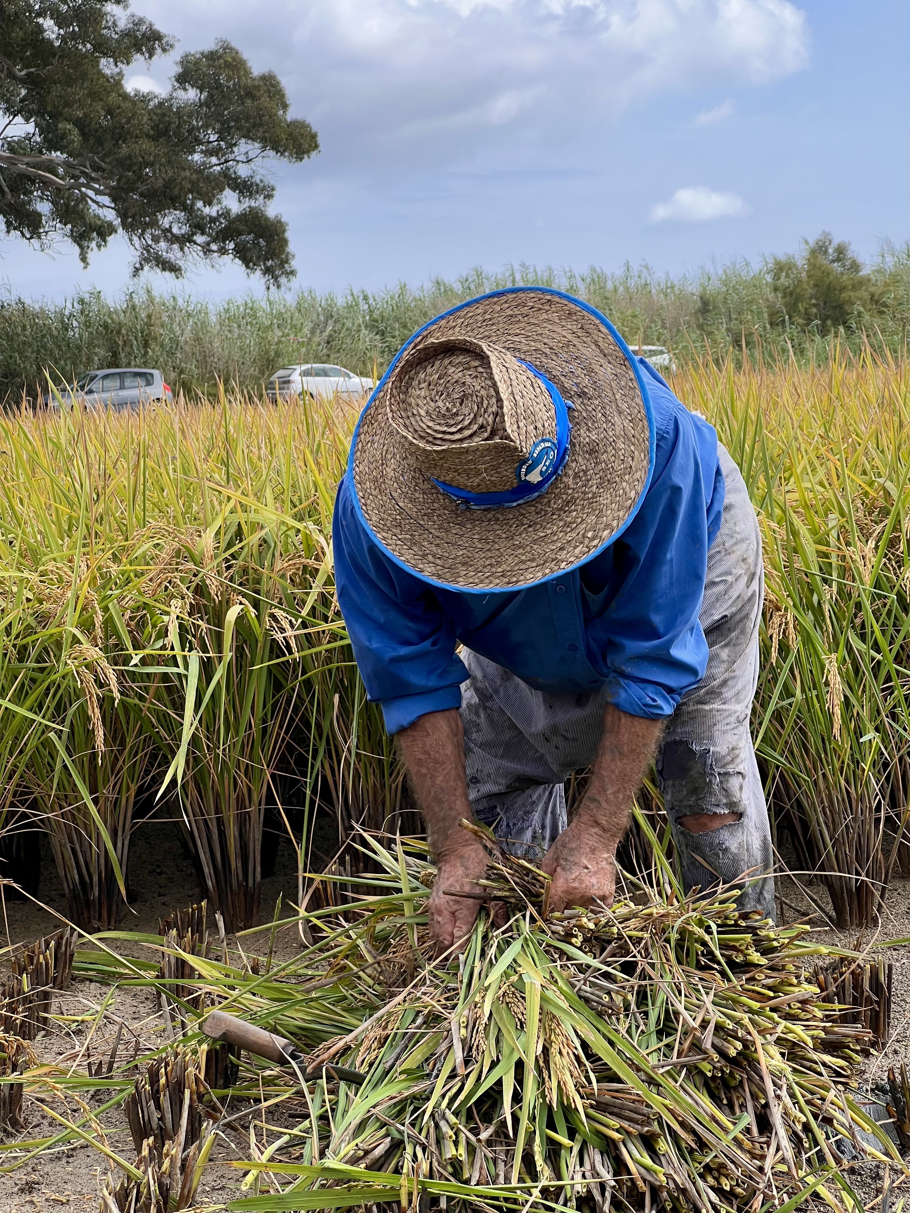 La memória de la terra - Delta de l'ebre FOTO: Alba Vijande Tabarés