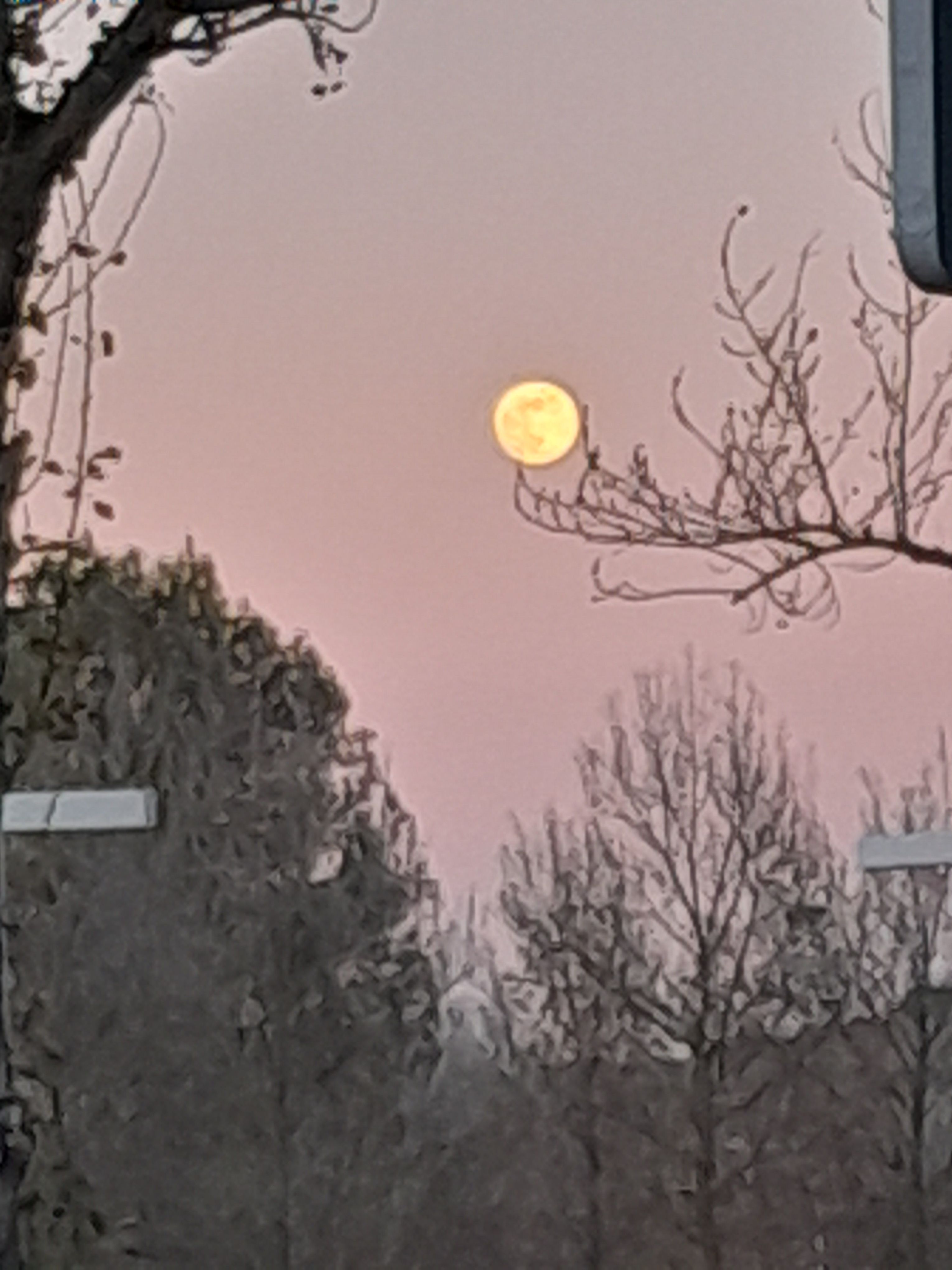 La lluna reposa entre les branques - Sant Cugat del Vallès FOTO: Angels Rocabayera Ramirez