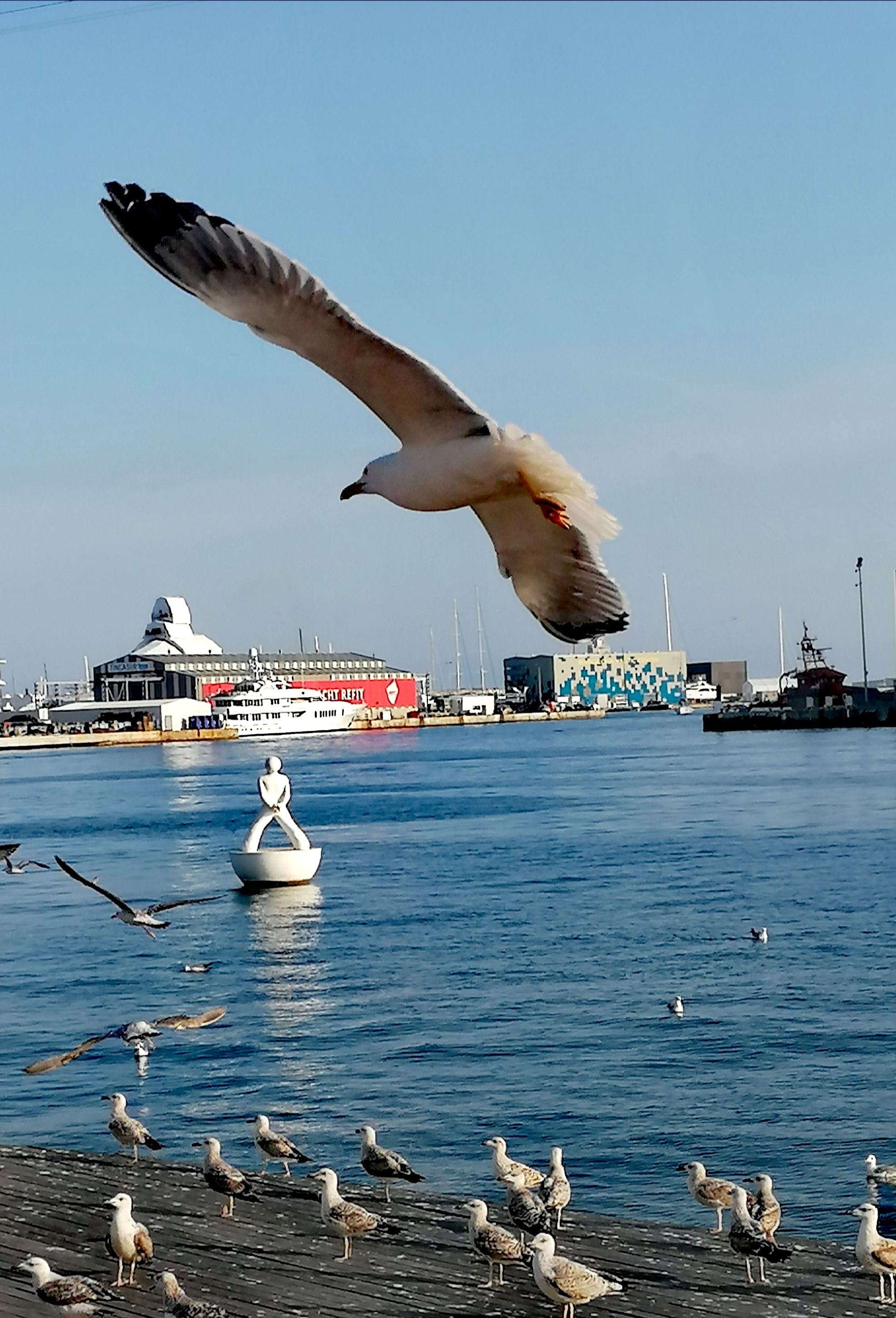 La libertad del vuelo - Barcelona FOTO: Roswitha Frebault 
