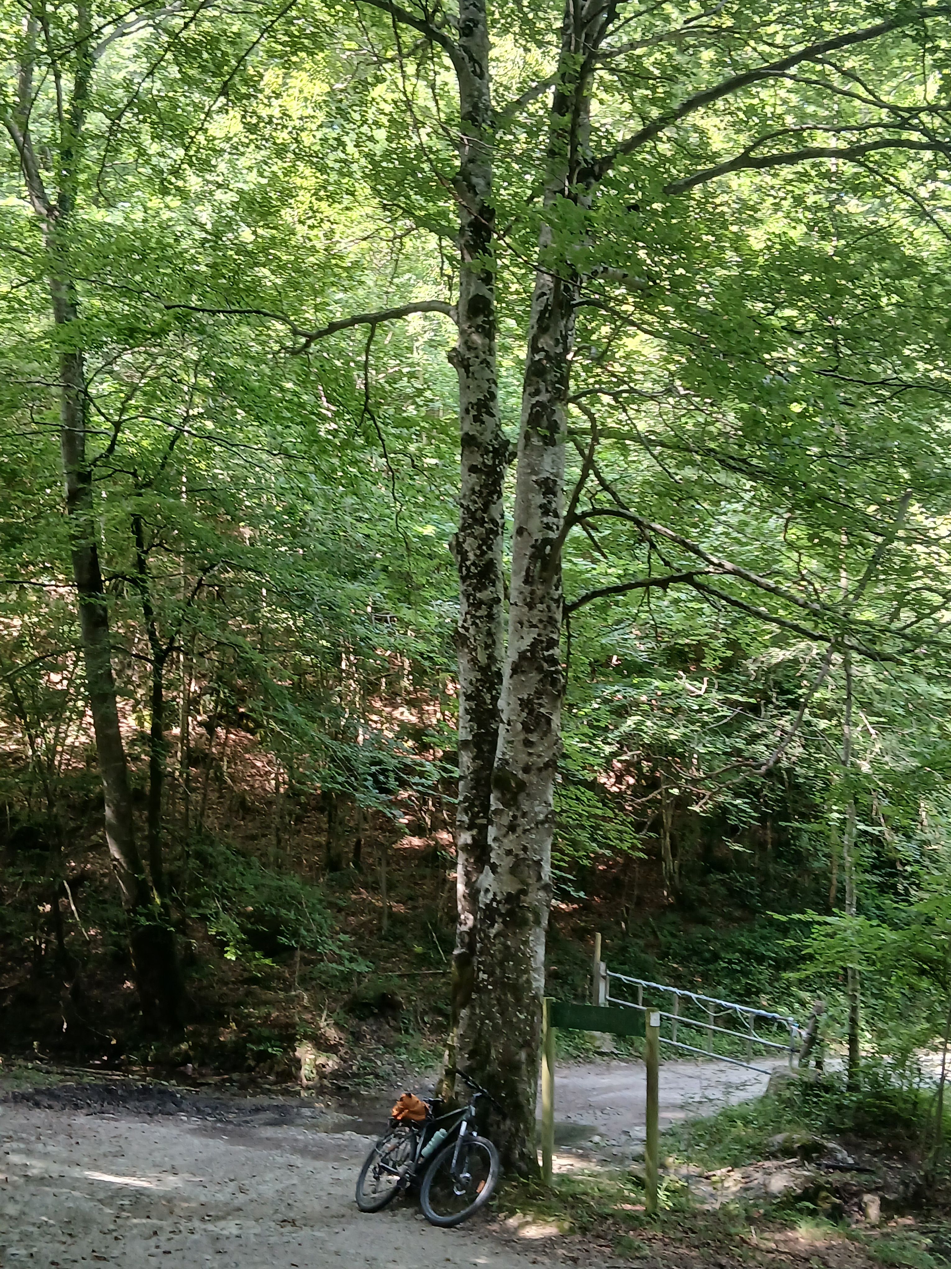 La bicicleta descansa a la fageda - Vidrà FOTO: Jordi Cubeles Jubillar