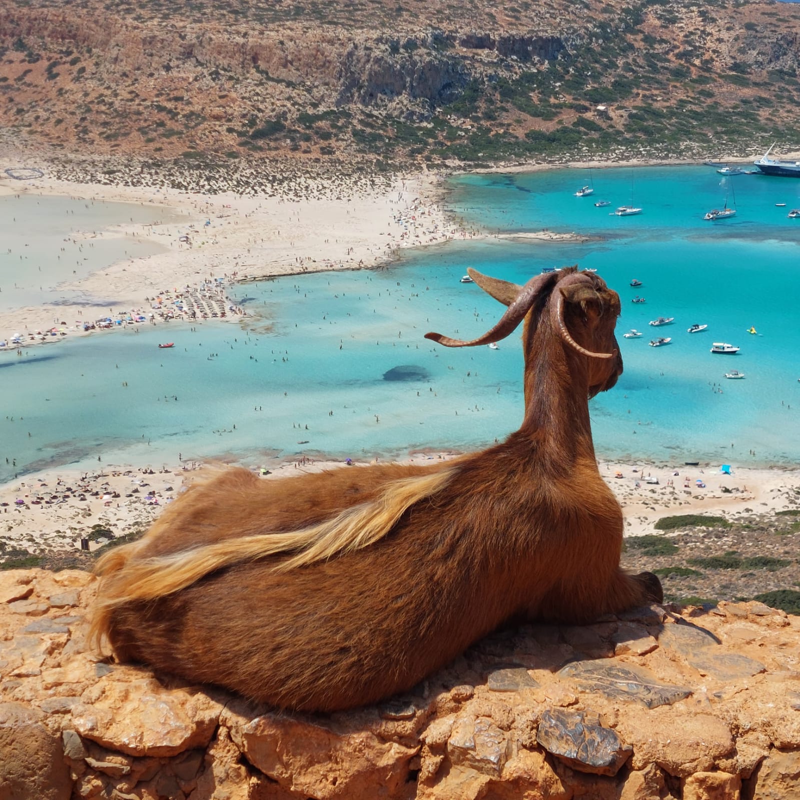 La cabra i el mar - Balos beach, Creta FOTO: David Reverter Cendros