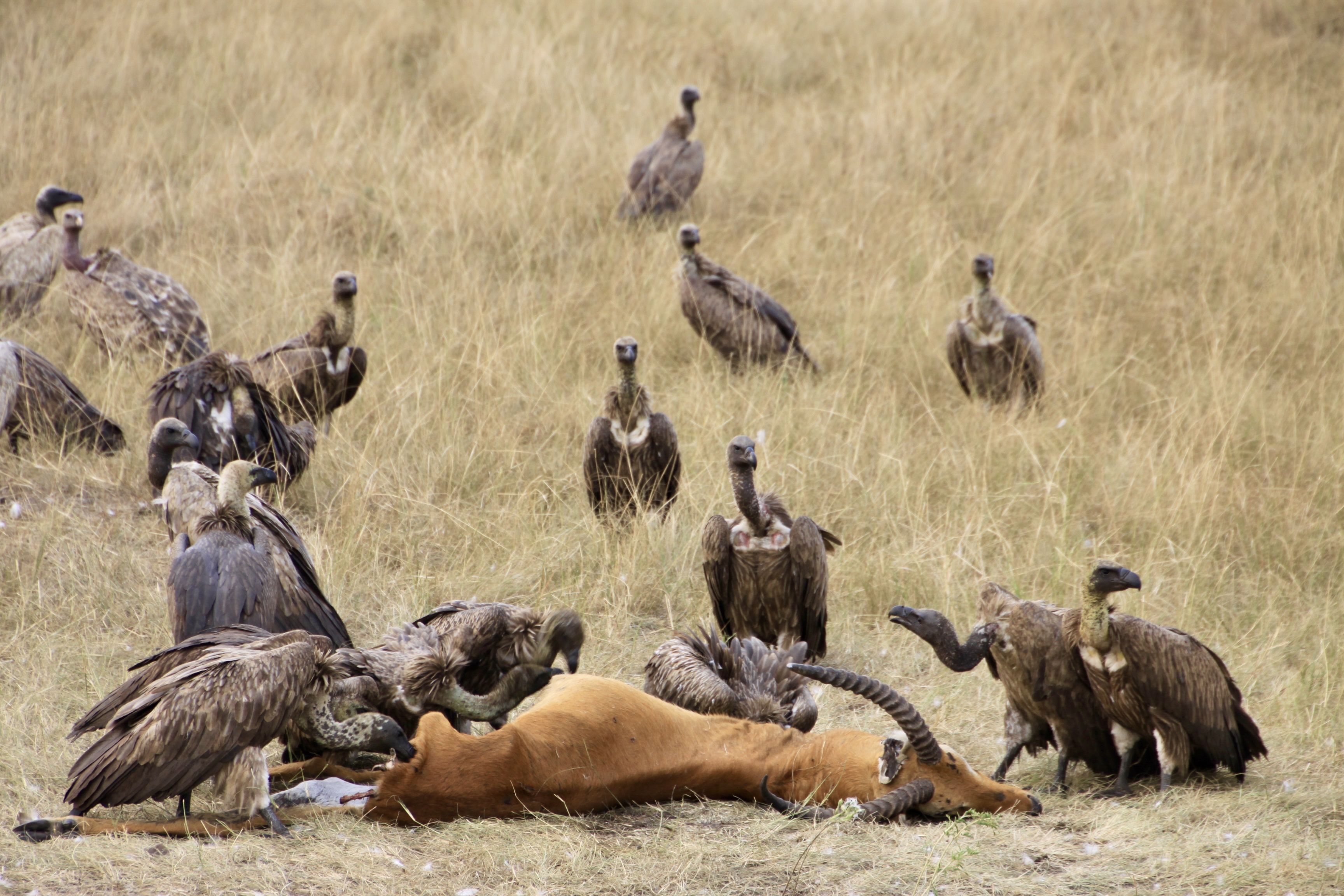 L'últim sopar - Uganda FOTO: Adria Pinto Pardo 