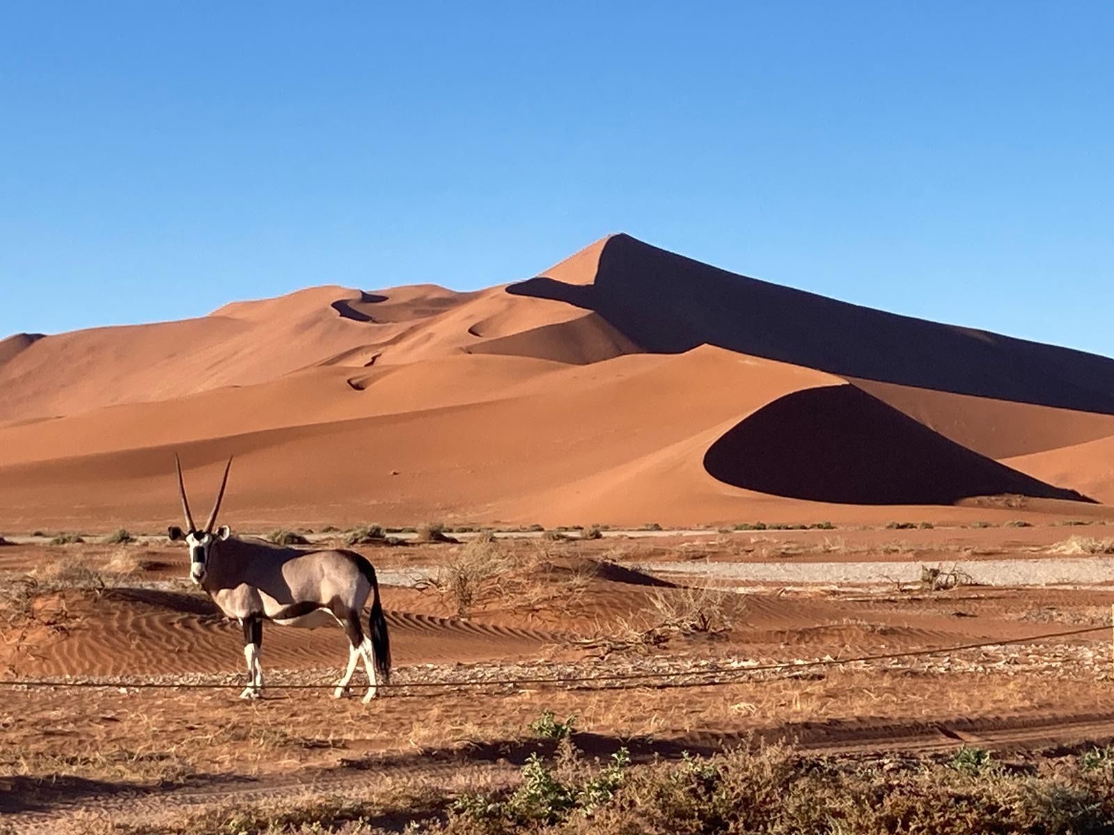L’ornix - Namibia FOTO: Samuel Renaud