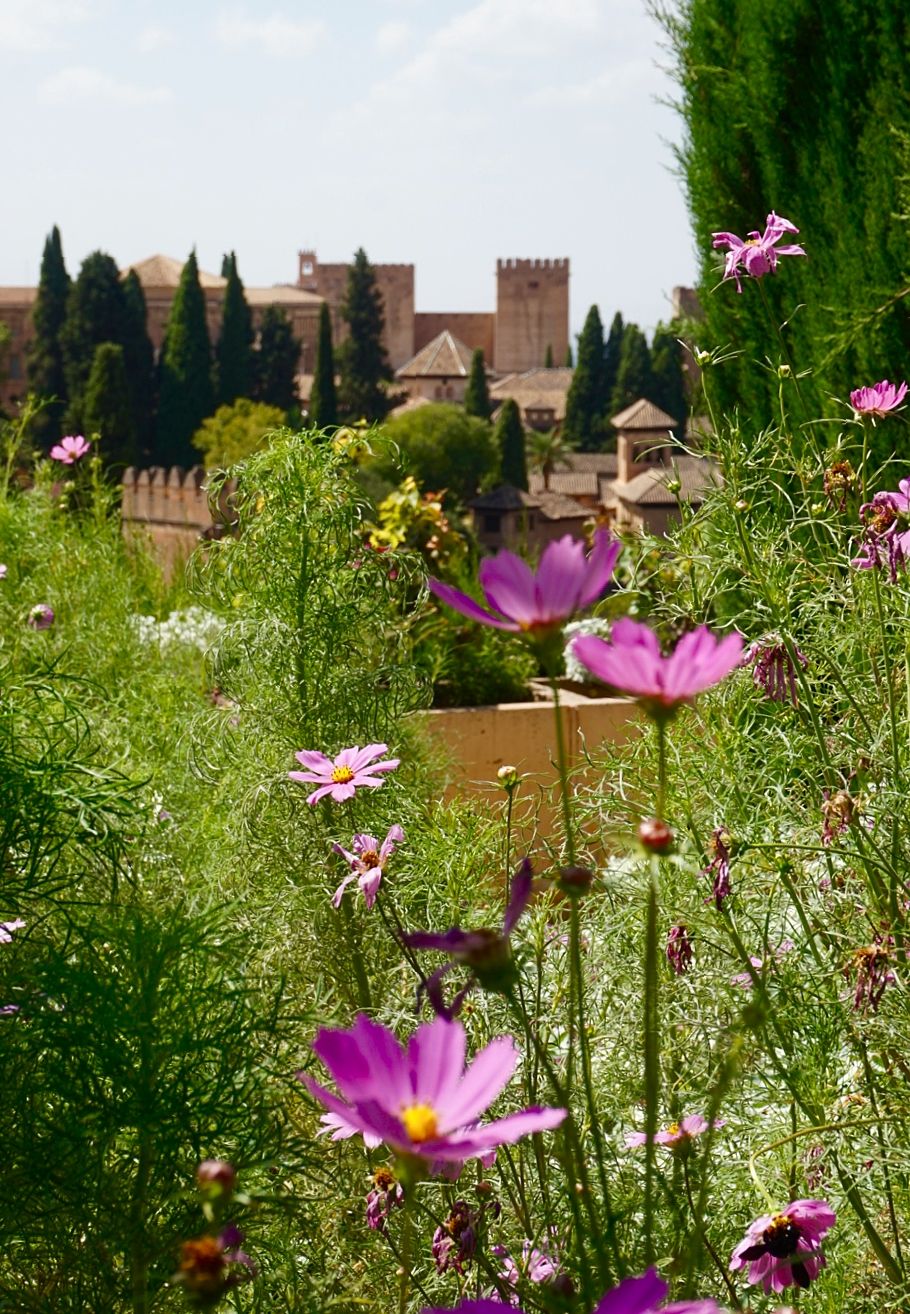 L’efímer observa l’etern - Alhambra, Granada, Espanya FOTO: Marta Capel Solé 