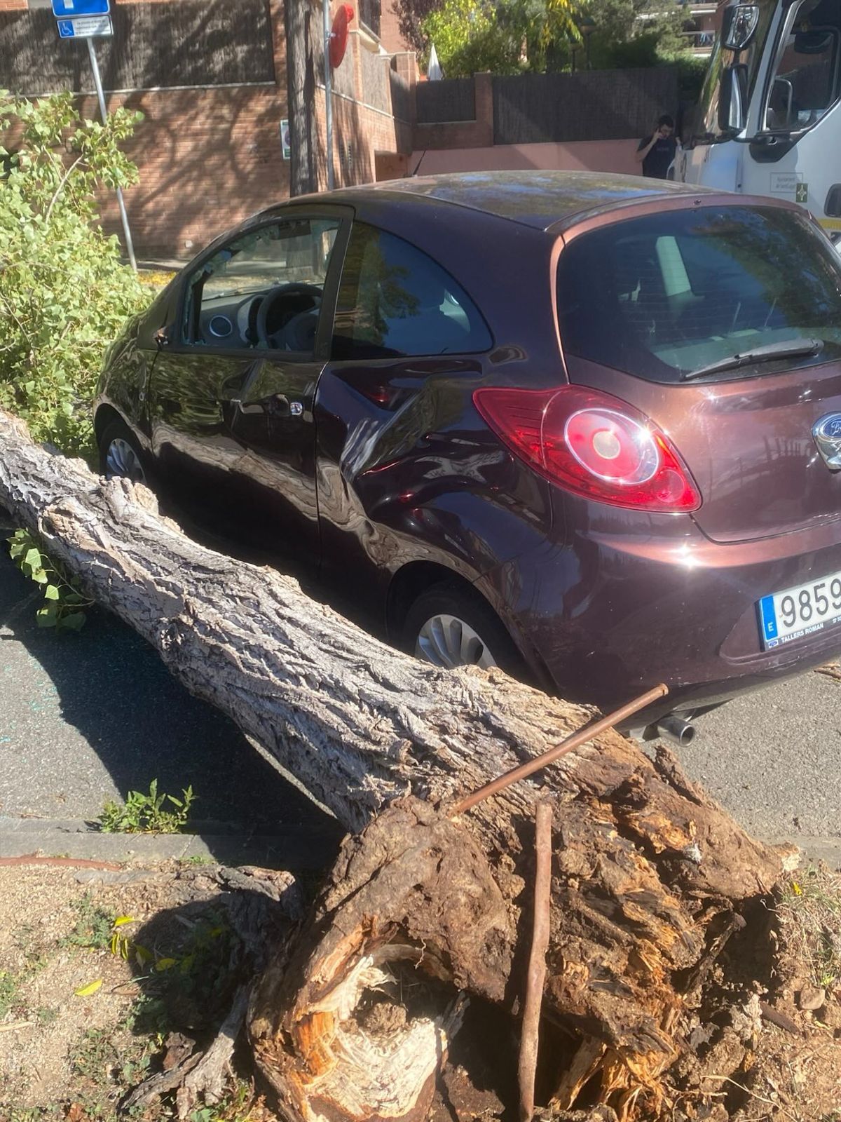 Un arbre caigut al carrer de Carrasco i Formiguera. FOTO: Cedida