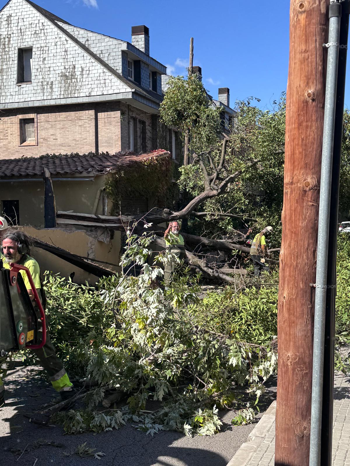 Un arbre caigut al carrer de Santa Teresa. FOTO: Cedida