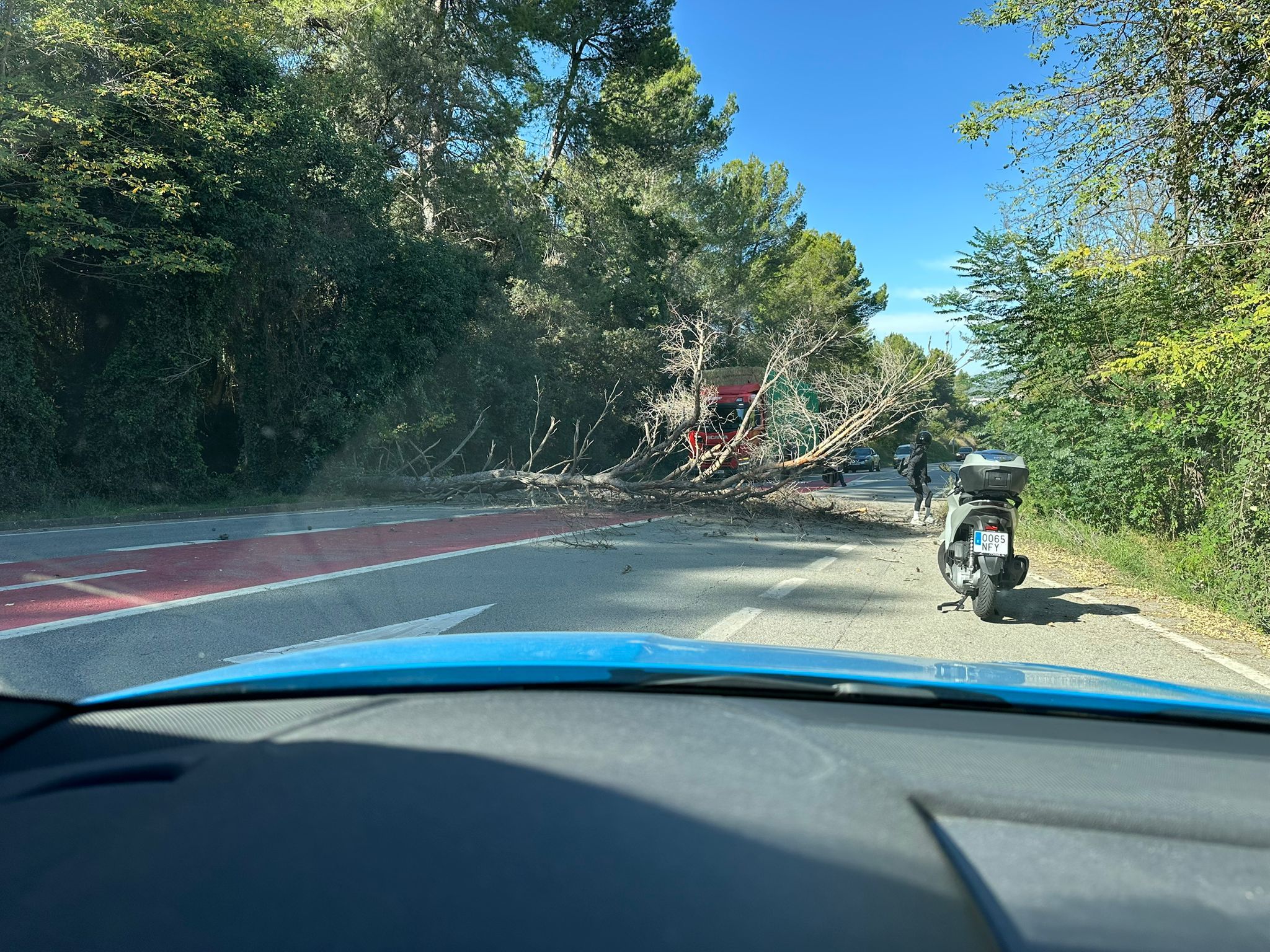 Arbre caigut a l'Arrabassada. FOTO: Cedida