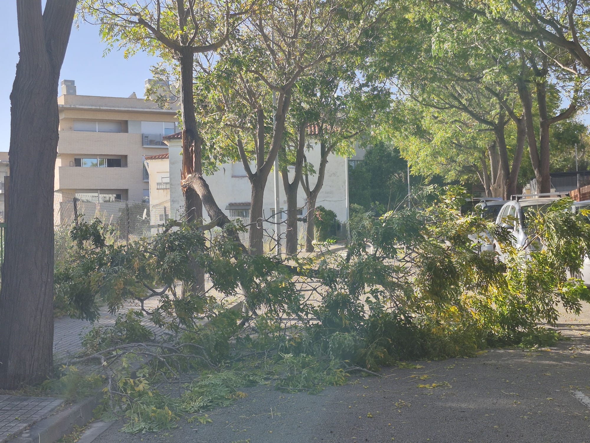 Arbre caigut a Camí de Can Minguet. FOTO: TOT Sant Cugat