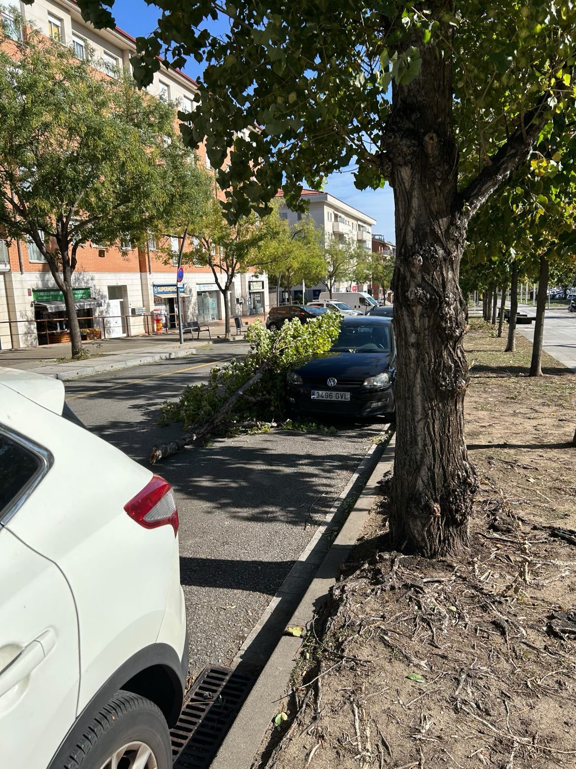 Branca d'arbre a l'avinguda de Francesc Macià. FOTO: Cedida