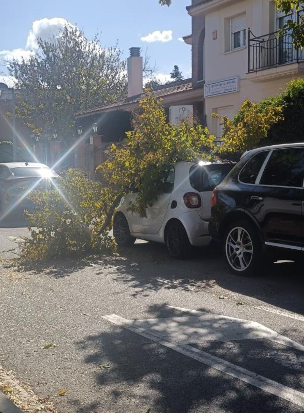 Branque d'arbre a Mira-sol. FOTO: Cedida