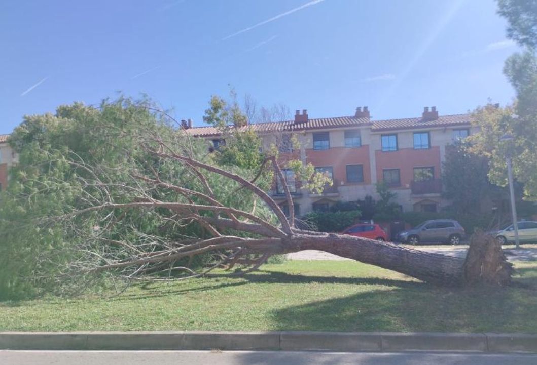 Arbre caigut a Mira-sol. FOTO: Cedida