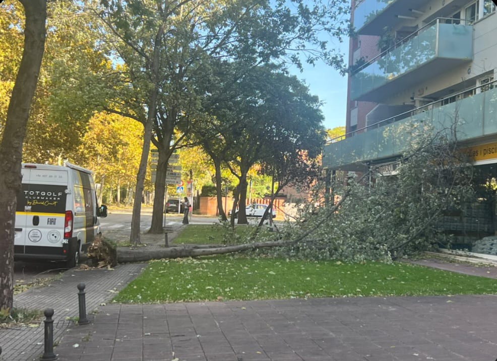 Arbre caigut a Can Gatxet. FOTO: Cedida