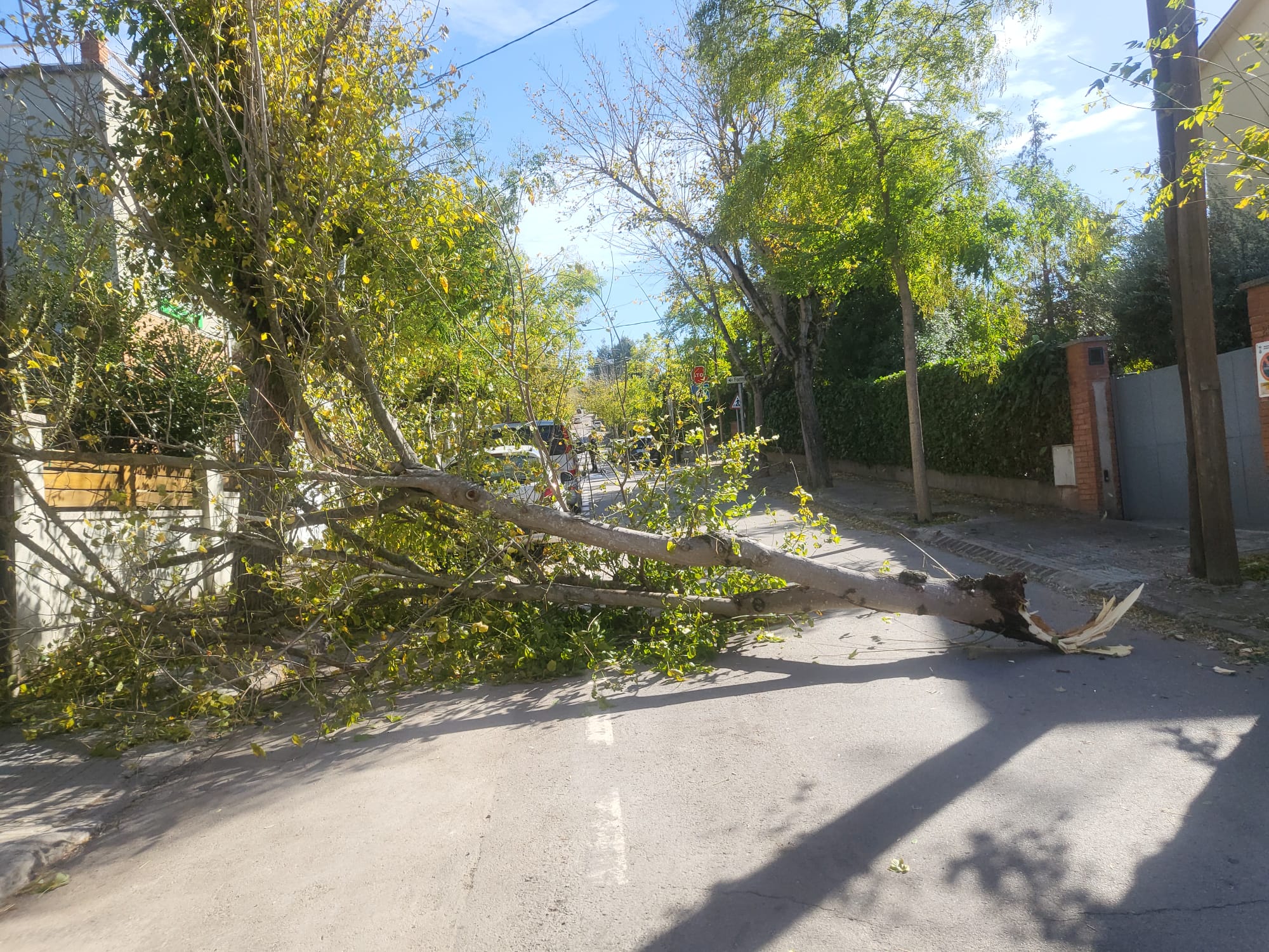Arbre caigut a Mira-sol. FOTO: Cedida
