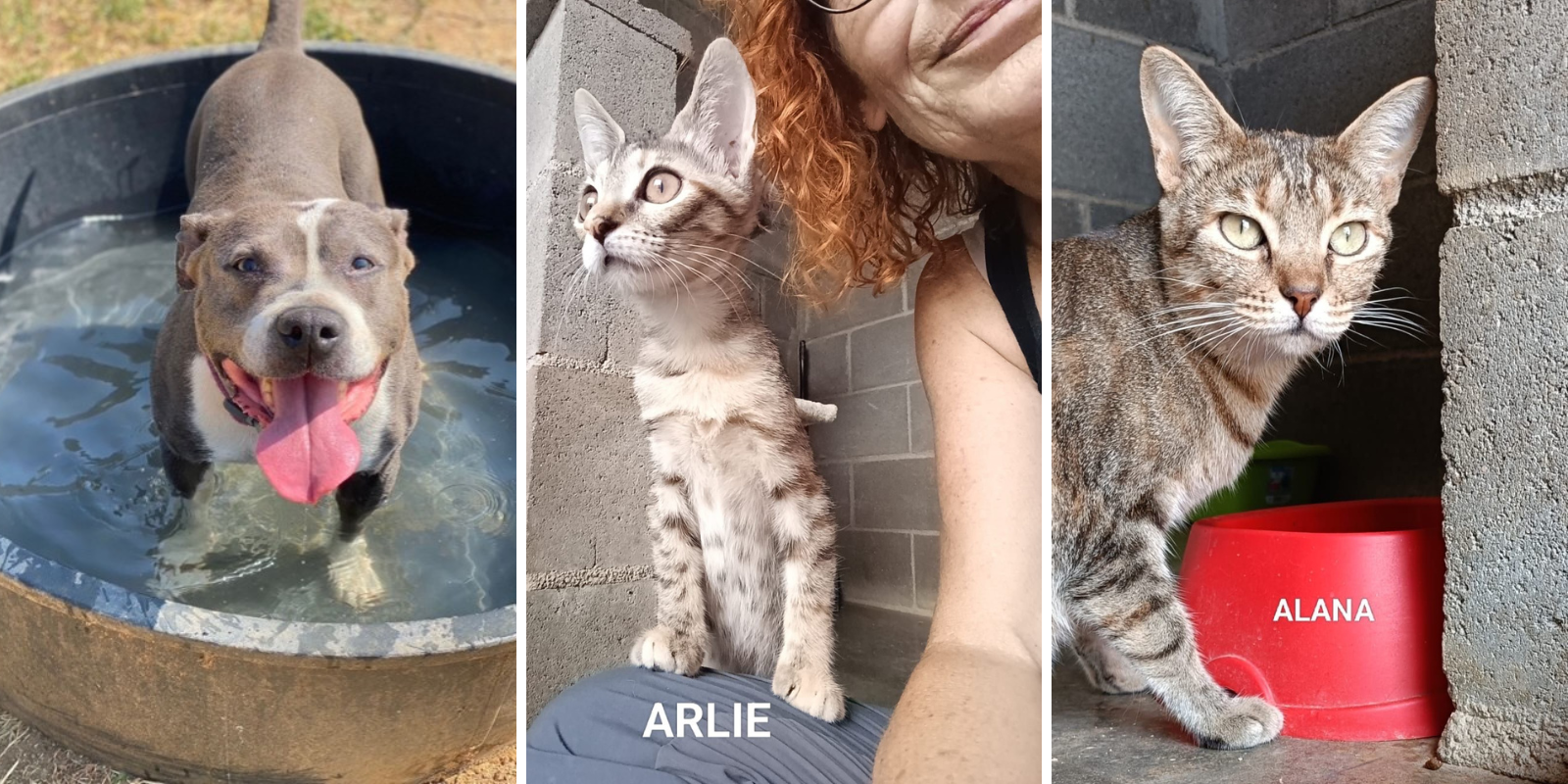 Animals en adopció: Chica, Arlie i Alana