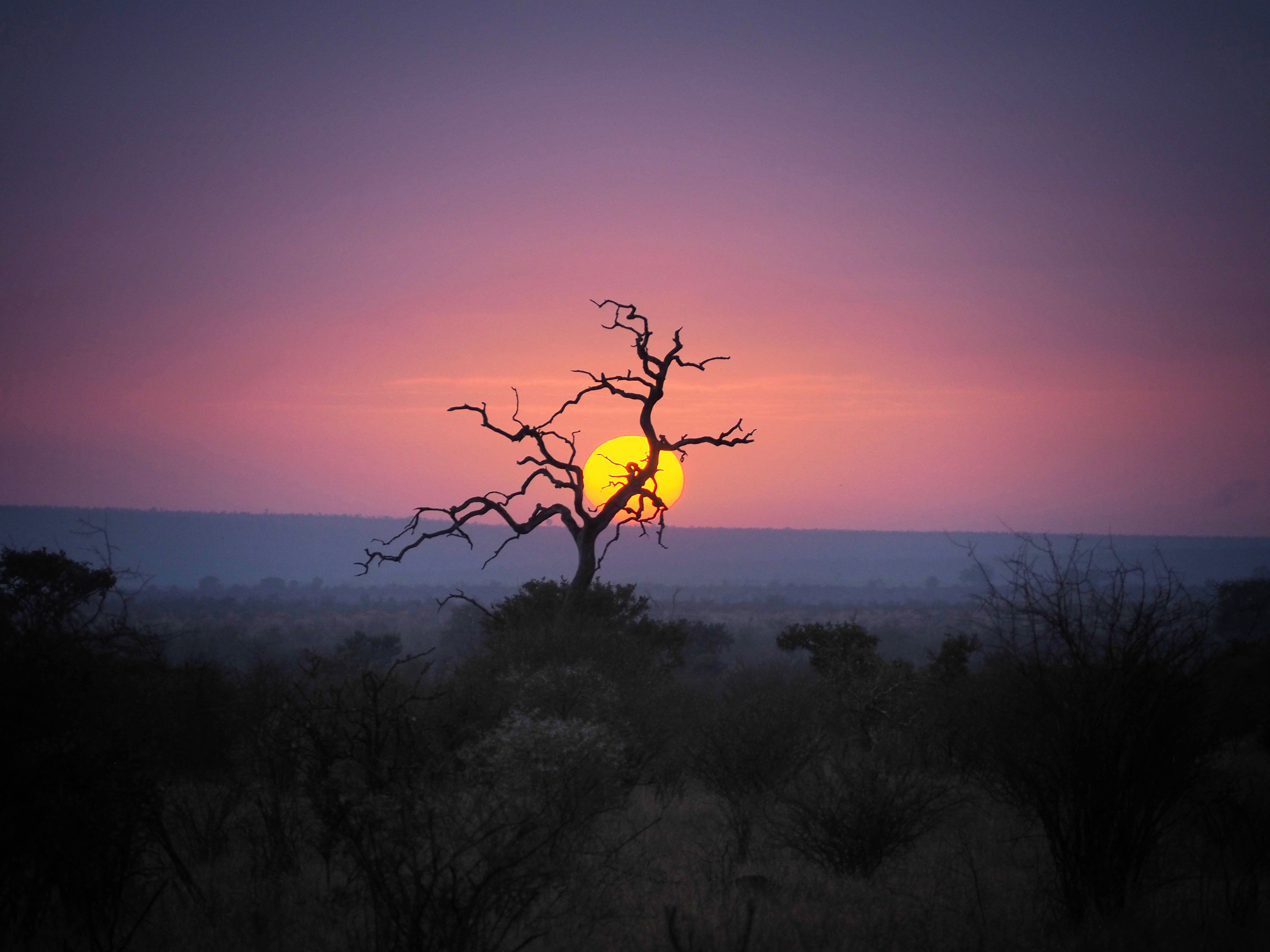 12è premi categoria temàtica general: 'Sunrise in the wild' · Kruger National Park, Sud-africà. FOTO: Oscar Balsells Gonzalez