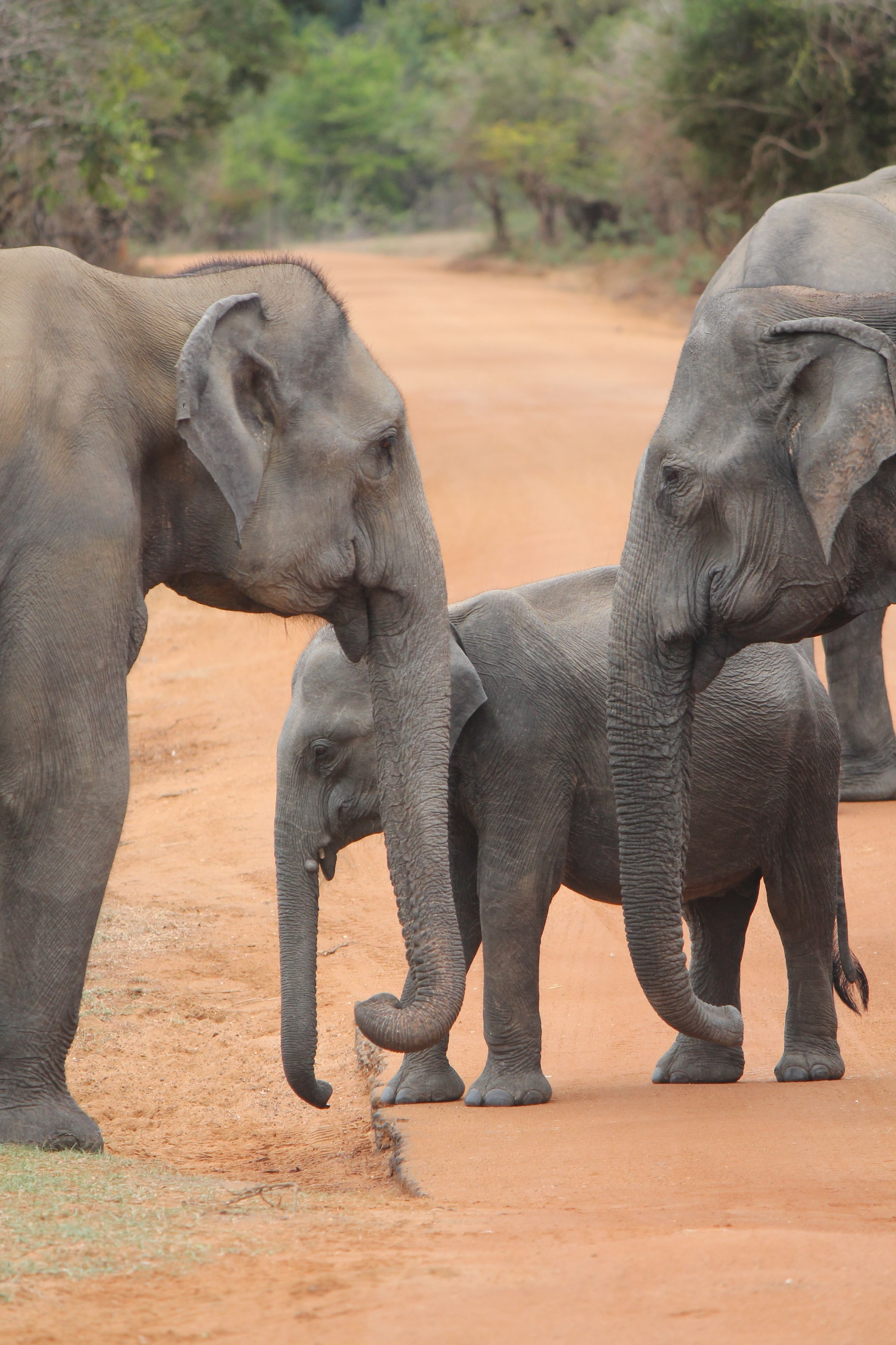 13è premi categoria temàtica general: 'Los gigantes más nobles'  · Sri Lanka. FOTO: Carlota Palma