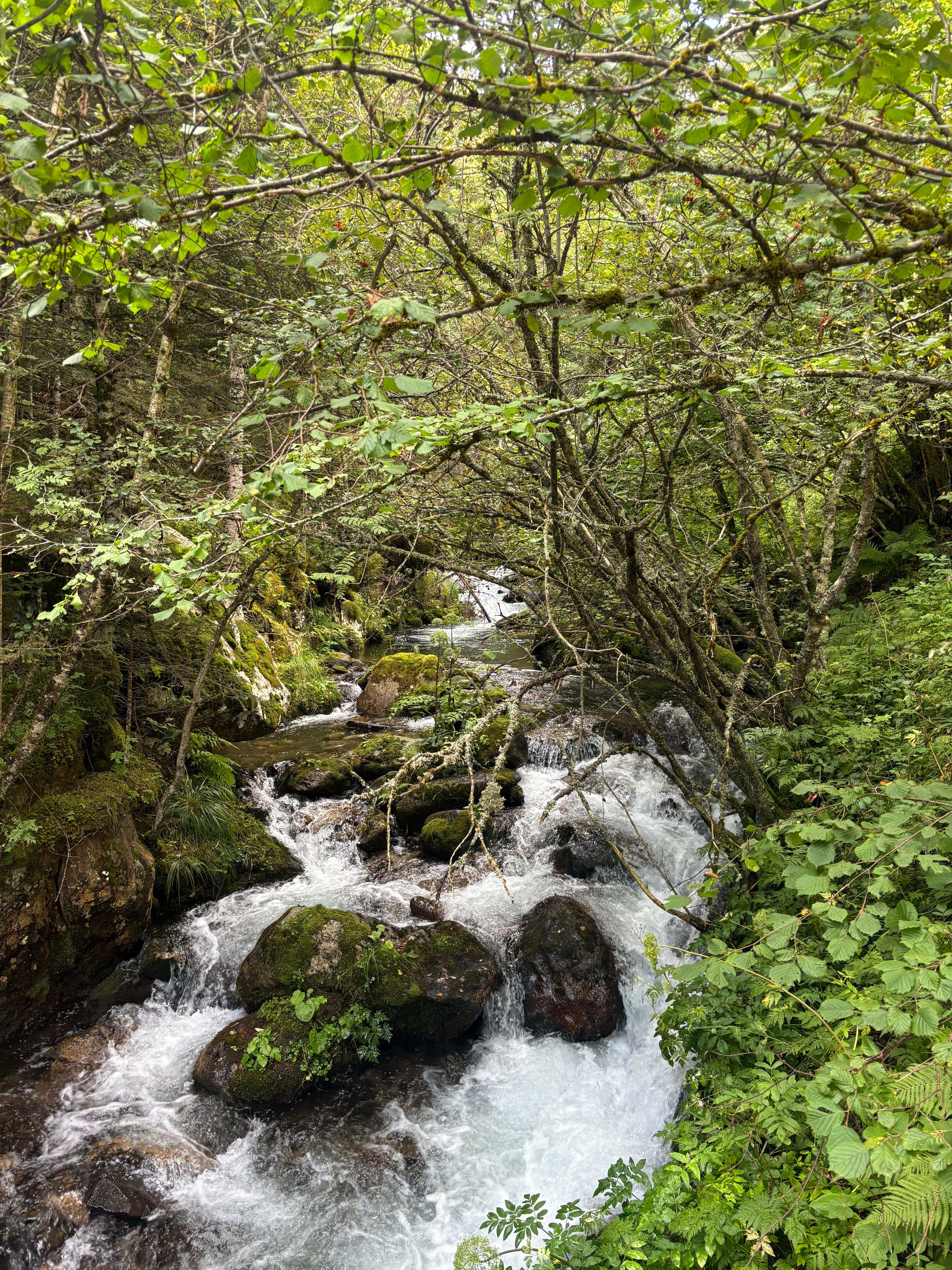 Paratges màgics del Montseny - Guilleries, Montseny FOTO: Alex Capel López 