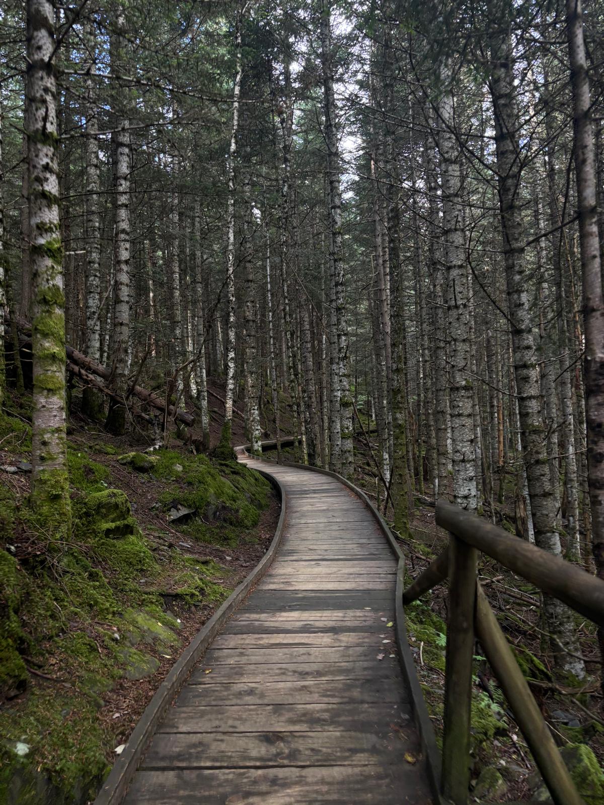 Passarel·la Pirinenca - Parc Natural Aigüestortes FOTO: Alex Capel López 