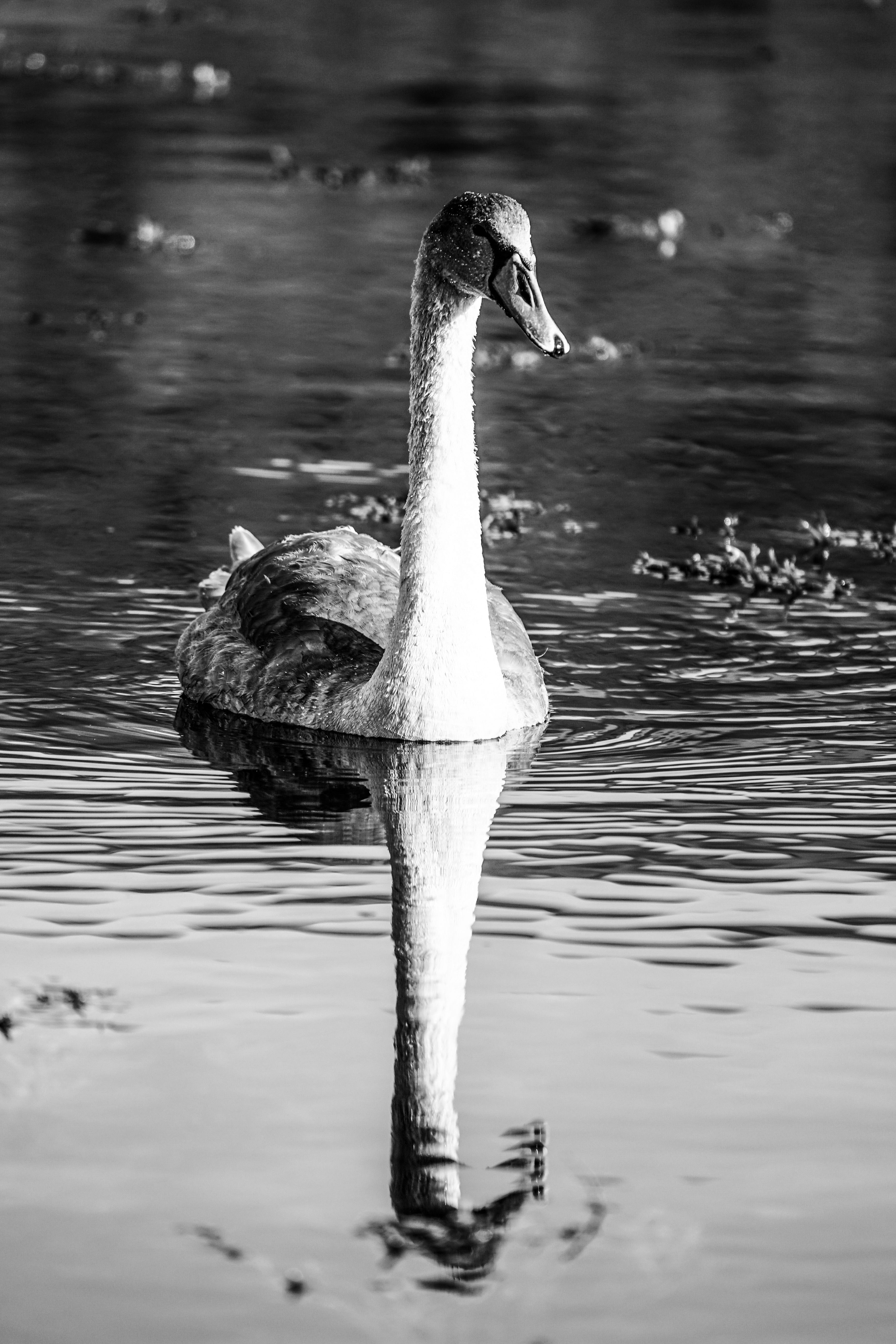 Reflex vertical - Escòcia FOTO: Xavier Fuchs