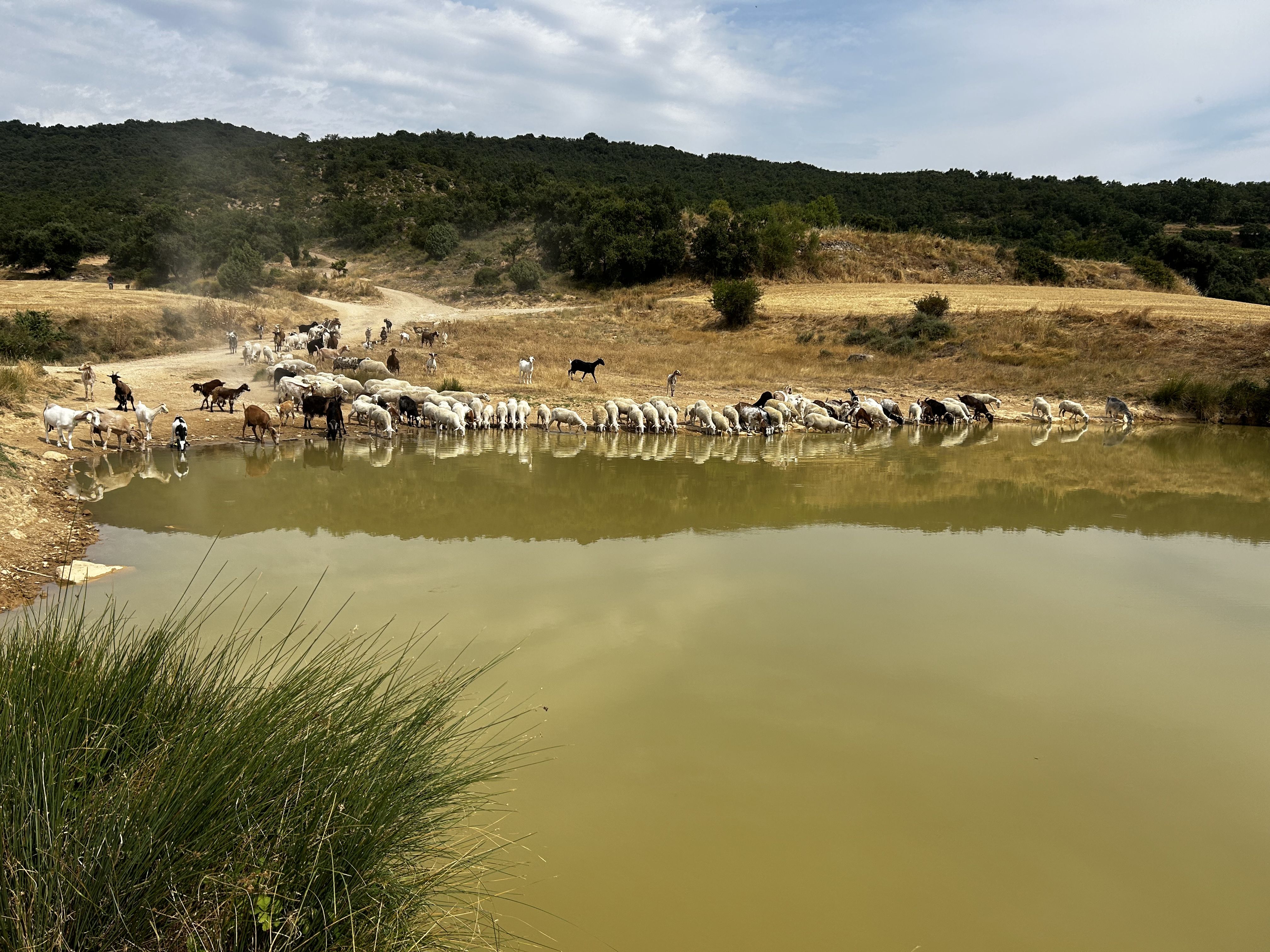 Ramat d’ovelles refrescant-se - Arellano, Navarra FOTO: Sonia Martínez Casanovas