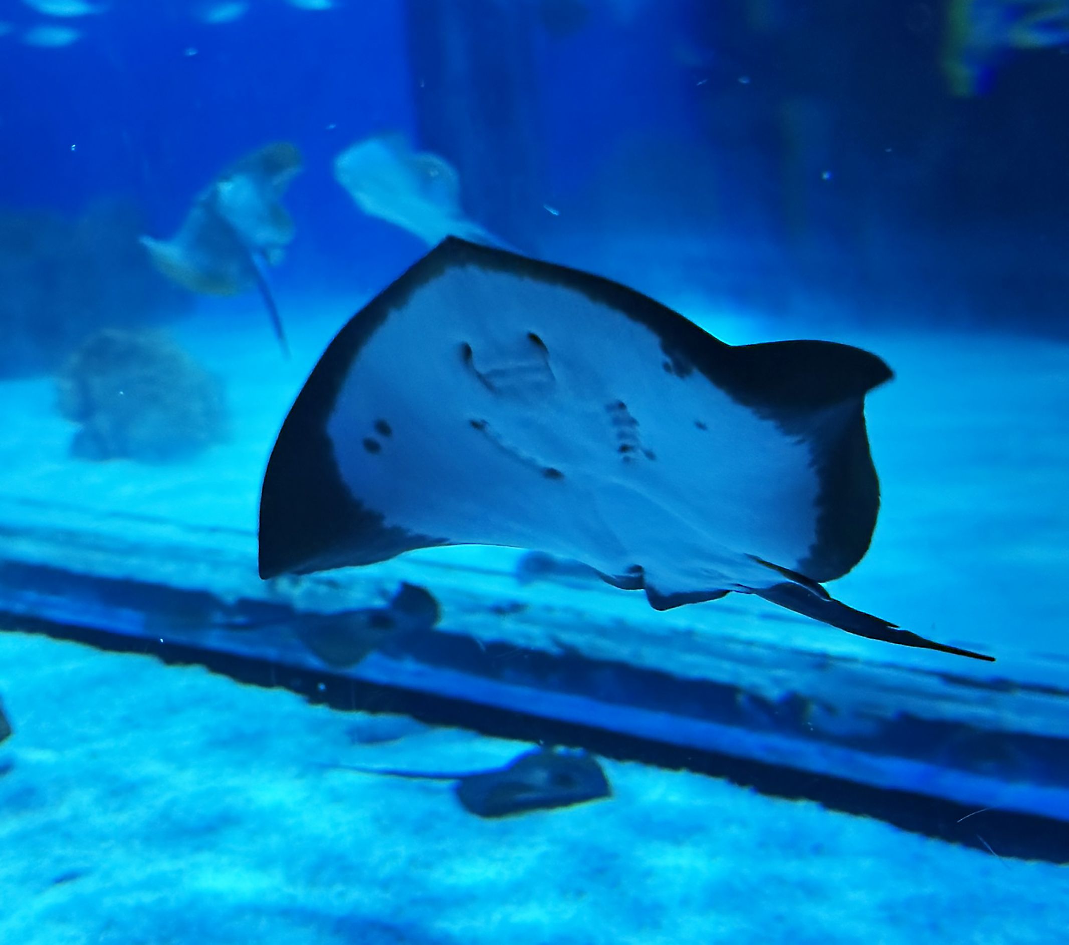 Ratjada - Aquarium de BCN FOTO: Lluïsa Palacio Alonso