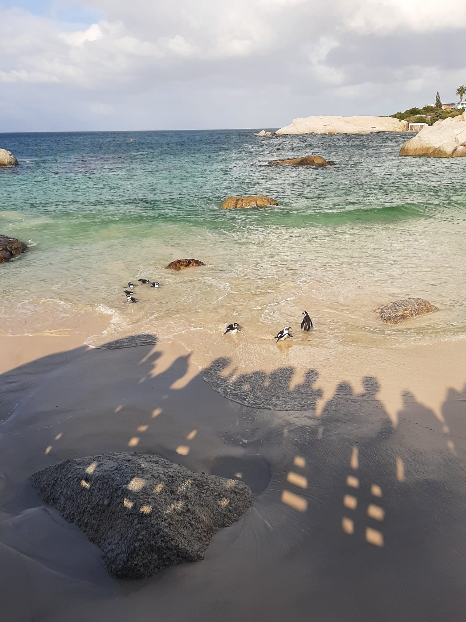 Qui observa a qui - Simon's Town, Península del Cap, Sud-Àfrica FOTO: Cristina Sedeño Vielajus