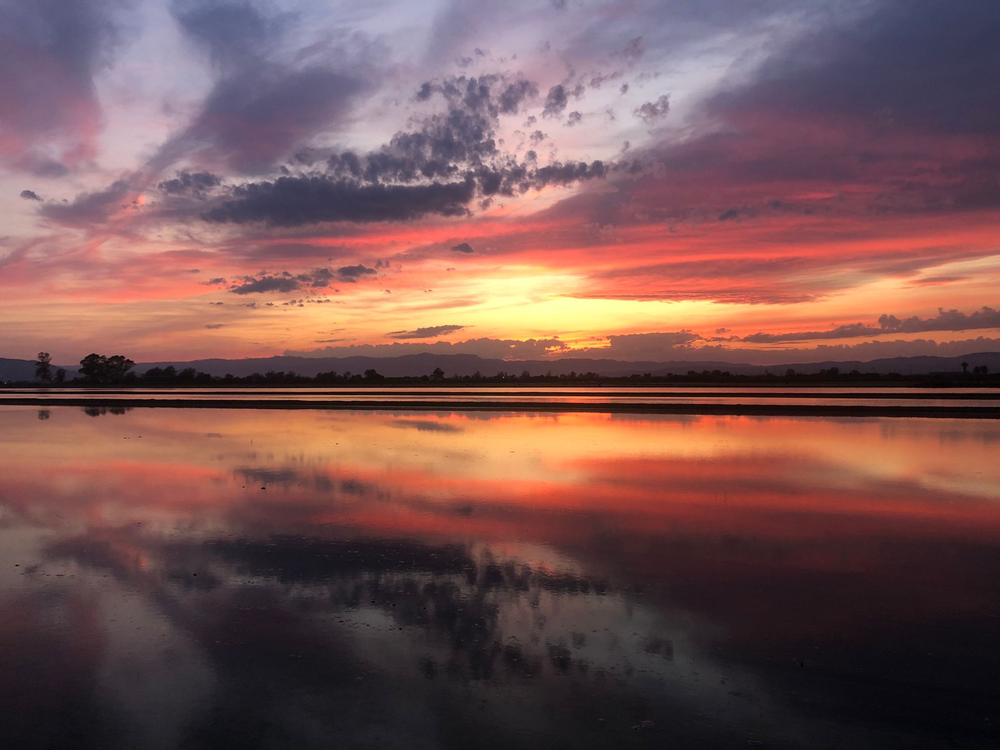 Puesta de sol - Eucaliptus FOTO: María Soledad Lopez Perez