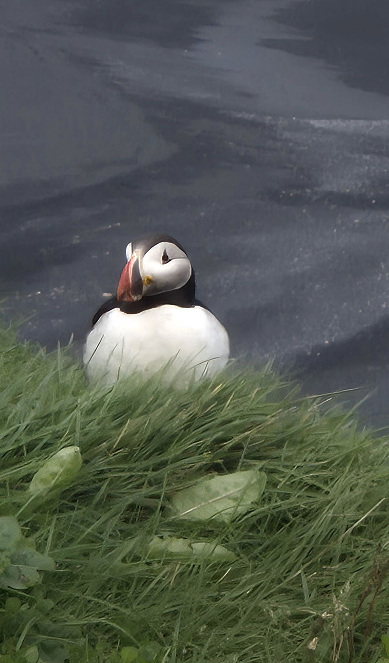 Puffins - Islàndia FOTO: Judith T