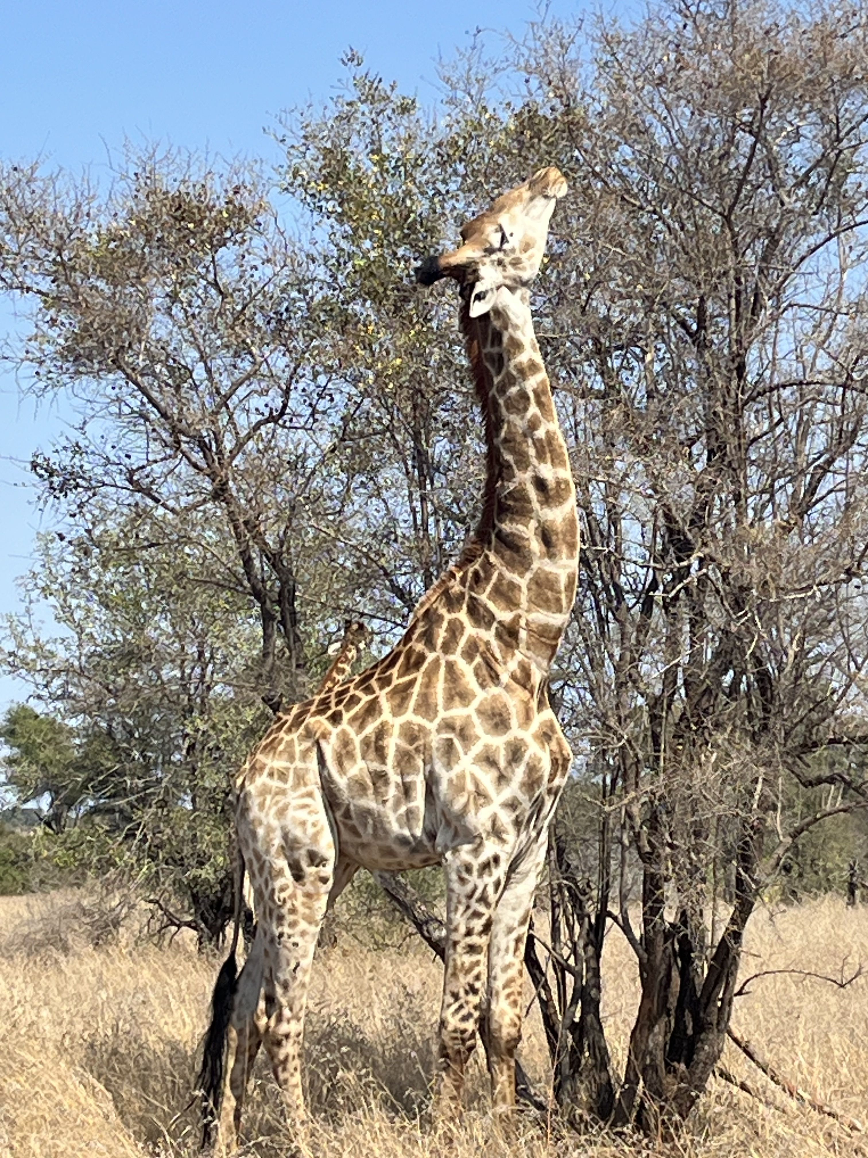 Puc arribar a les fulles! - Kruger National Park, Sud-Àfrica FOTO: Elena Rodríguez Barrera