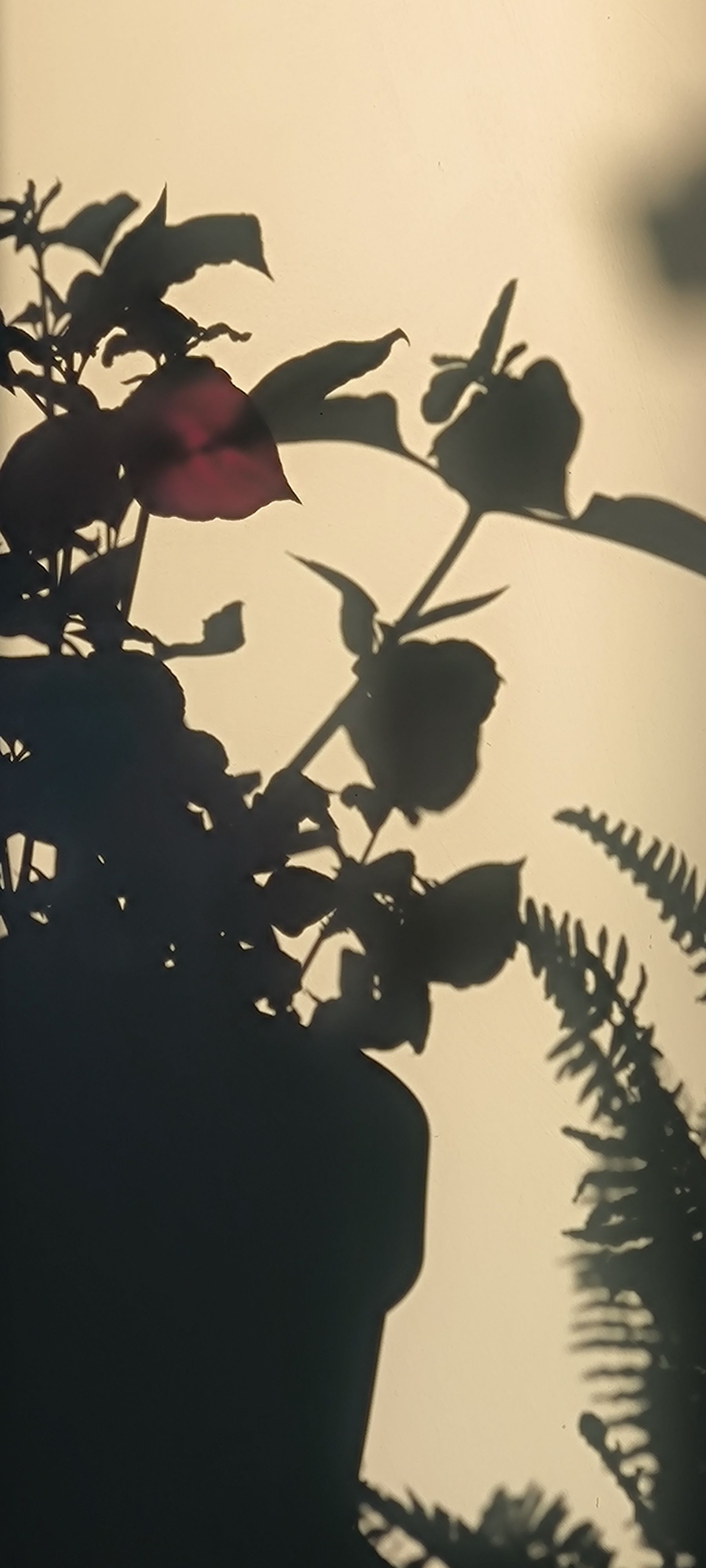 Planta del Balcó del Veí - Volpelleres FOTO: Susana Noguera García