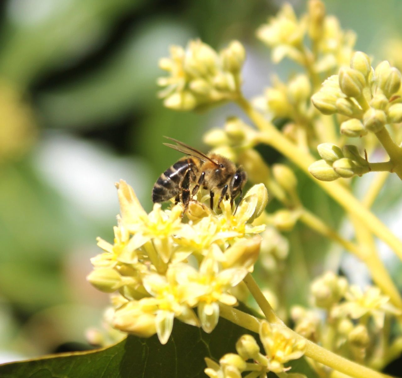 Petita Polúlinitzadora - València FOTO: Naira Mahajan Costa