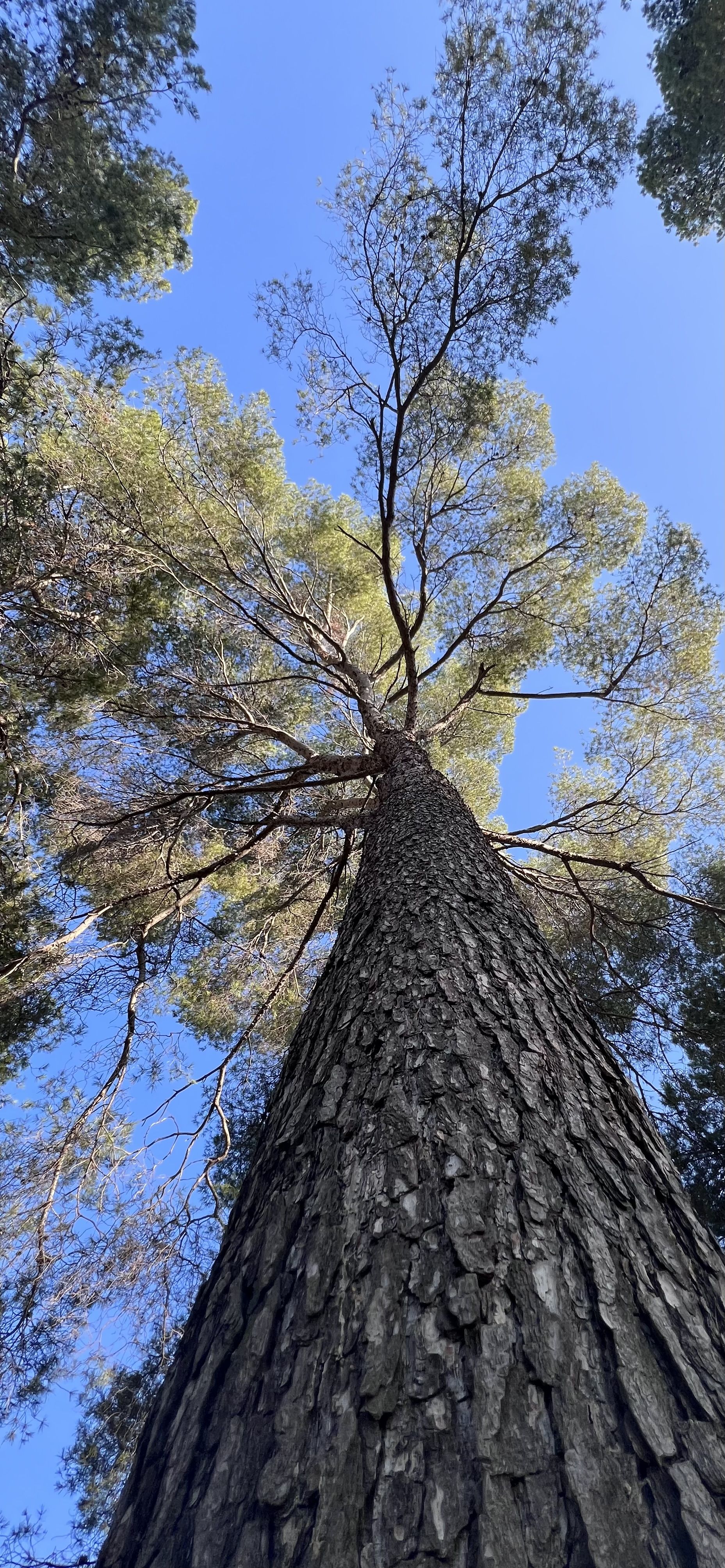 Perspectiva - Can Mates, Sant Cugat del Vallès FOTO: Giseth Puello