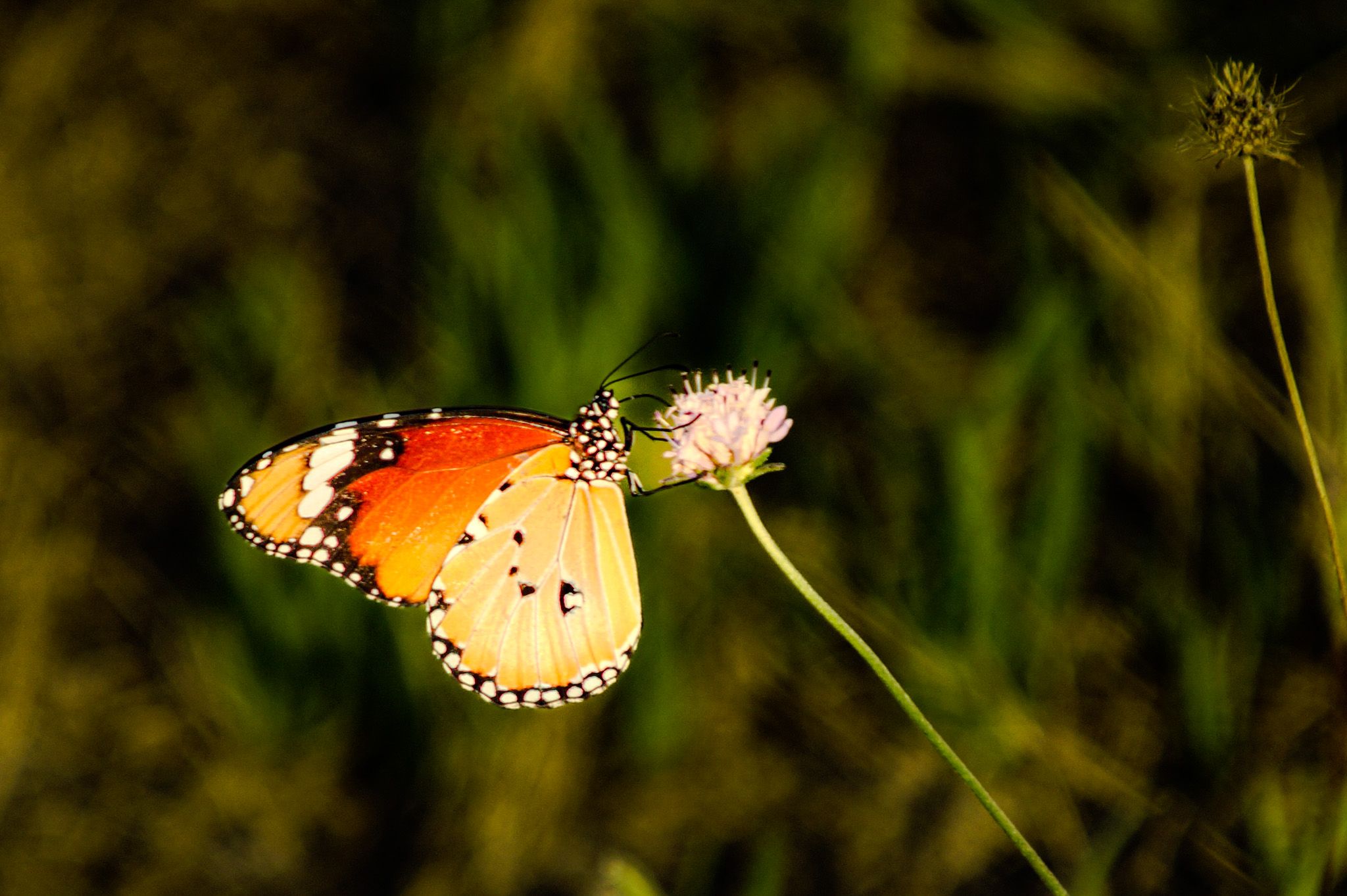 Papallona Monarca - Delte de l'ebre - Tarragona FOTO: Gerard Romeu Laburu 