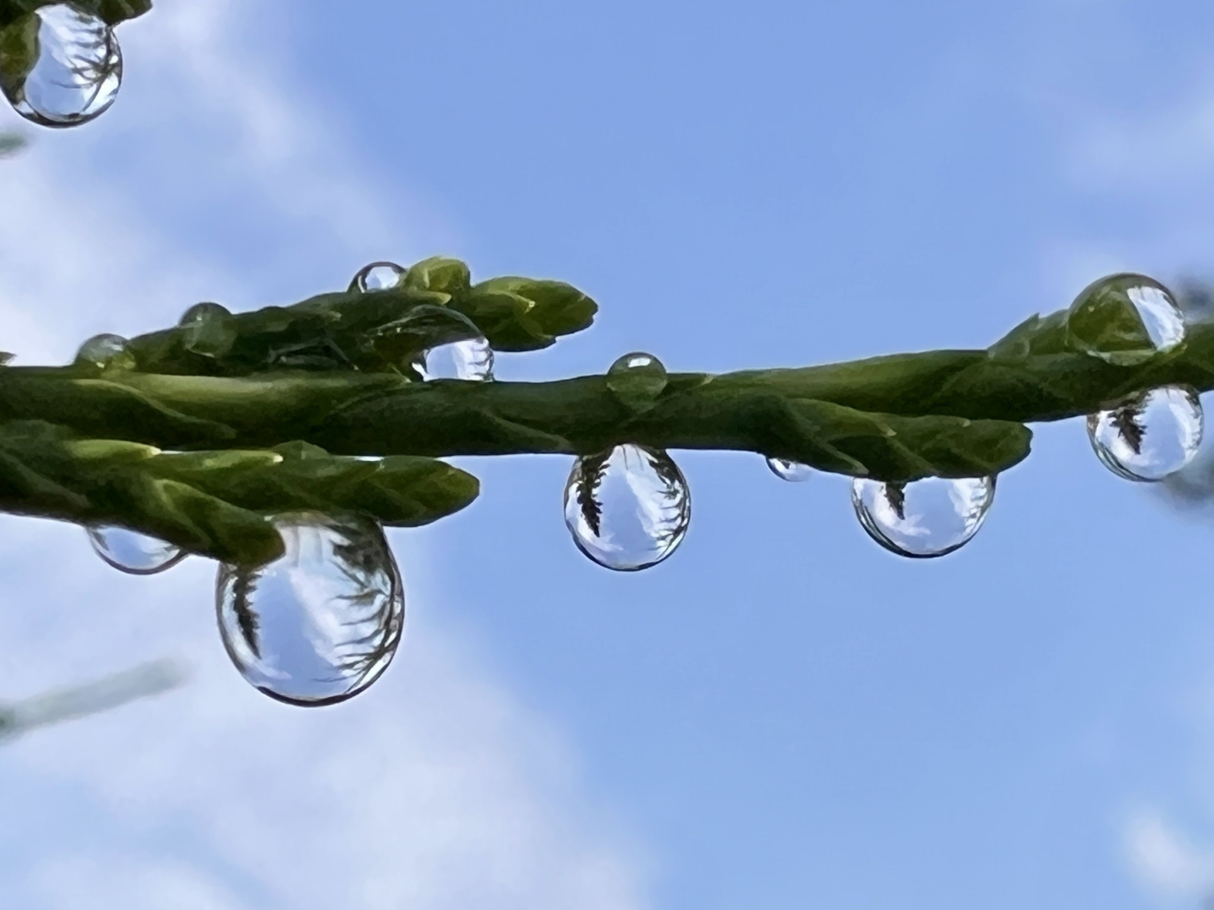 Respir de matí - Puigcerdà FOTO: Alba Vijande Tabarés 