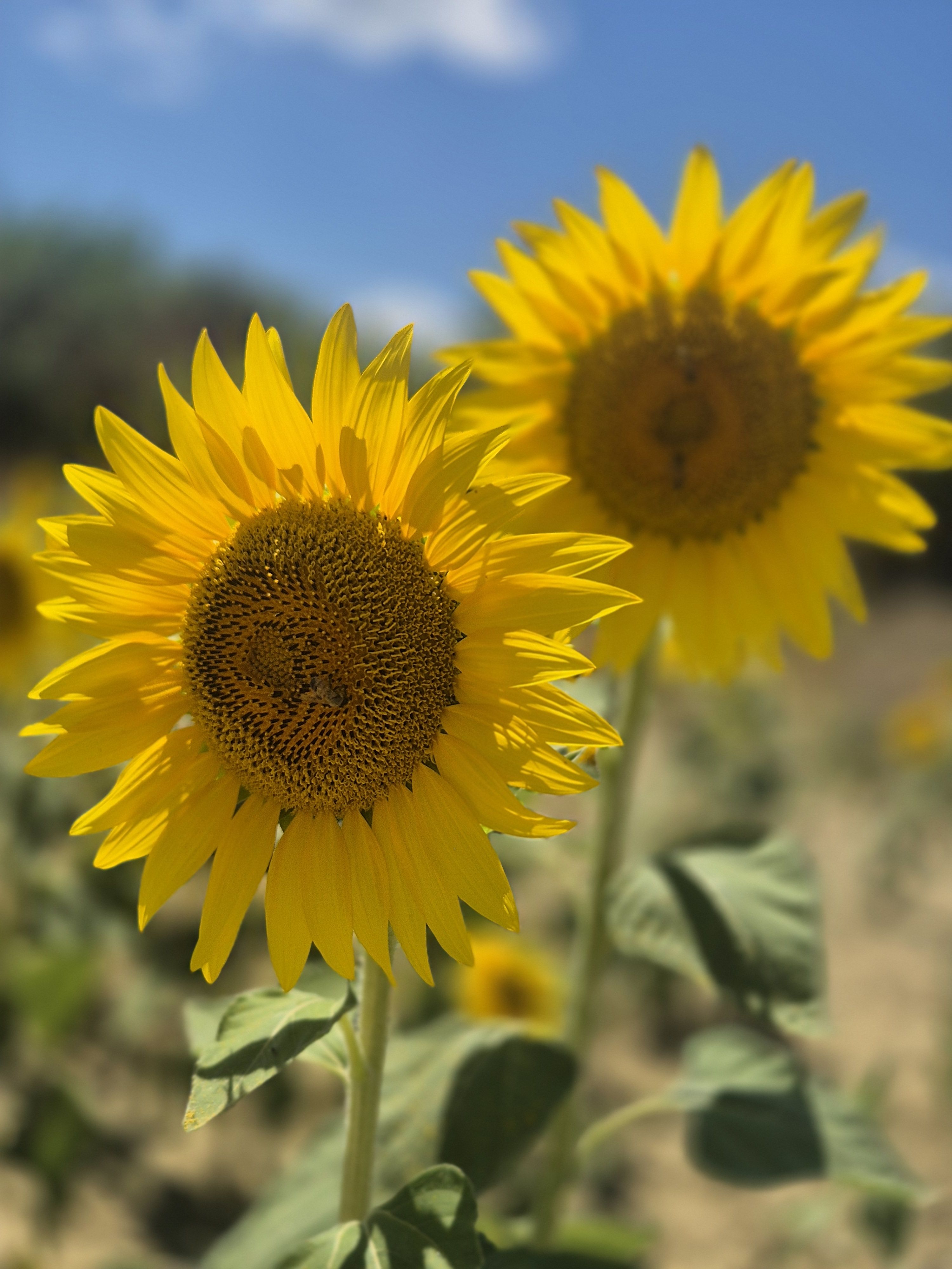 Sunflower - Toscana FOTO: Kristina Kind