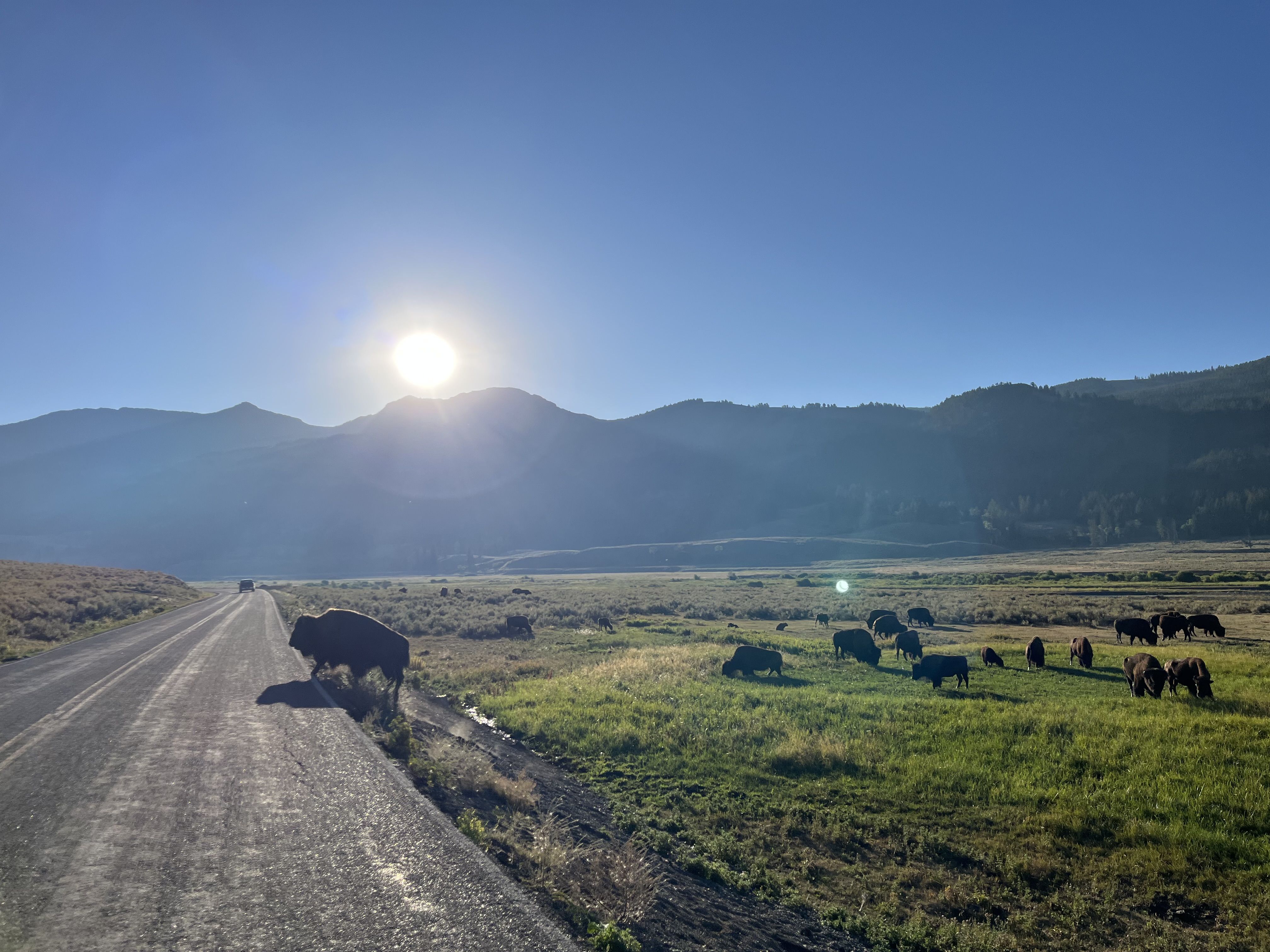 Tall de trànsit per un bisó - Yellowstone National Park, Wyoming, USA FOTO: Gemma Torres Santasusana
