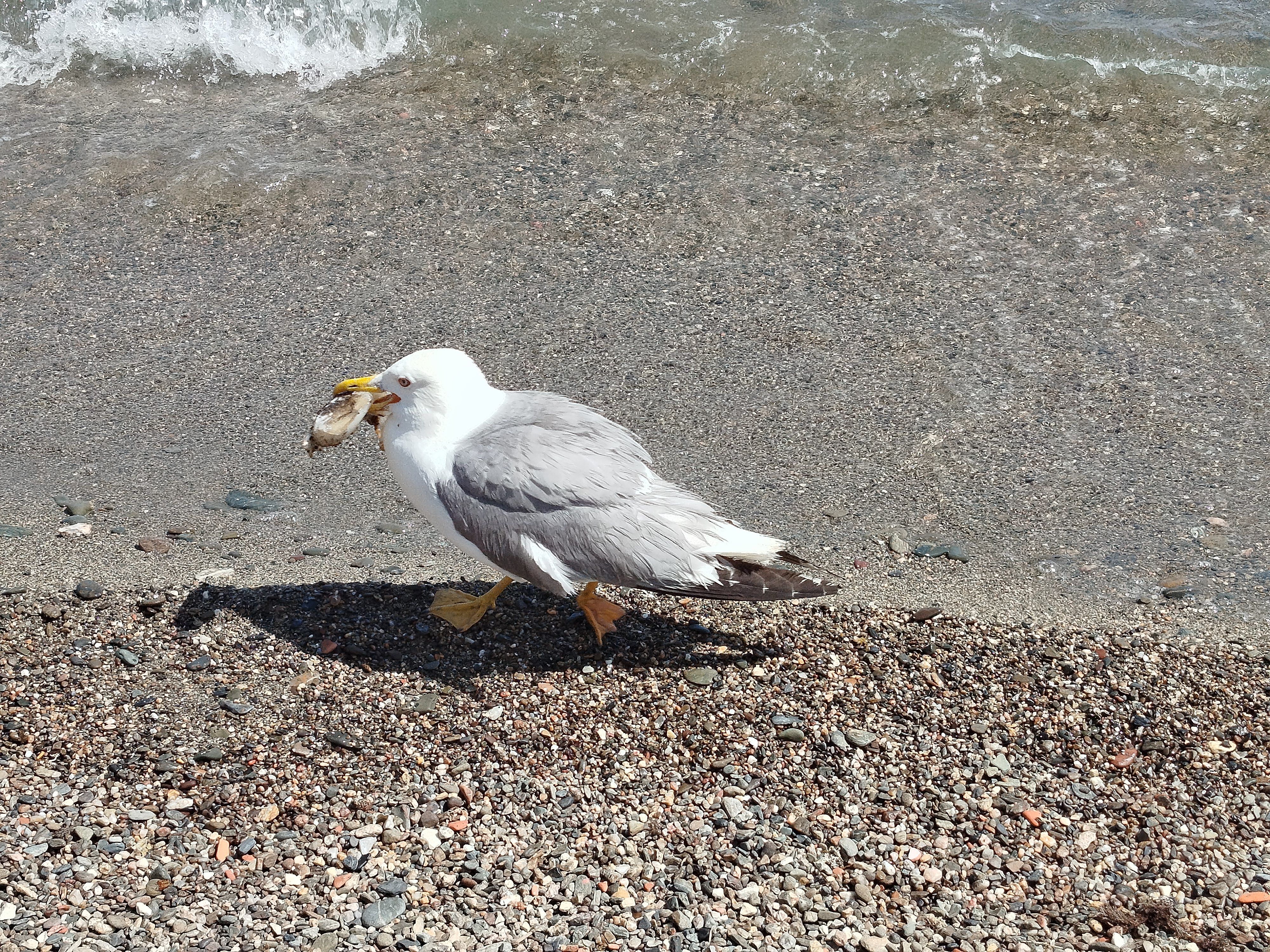 Supervivència - Llançà FOTO: Laura Lienas Massot