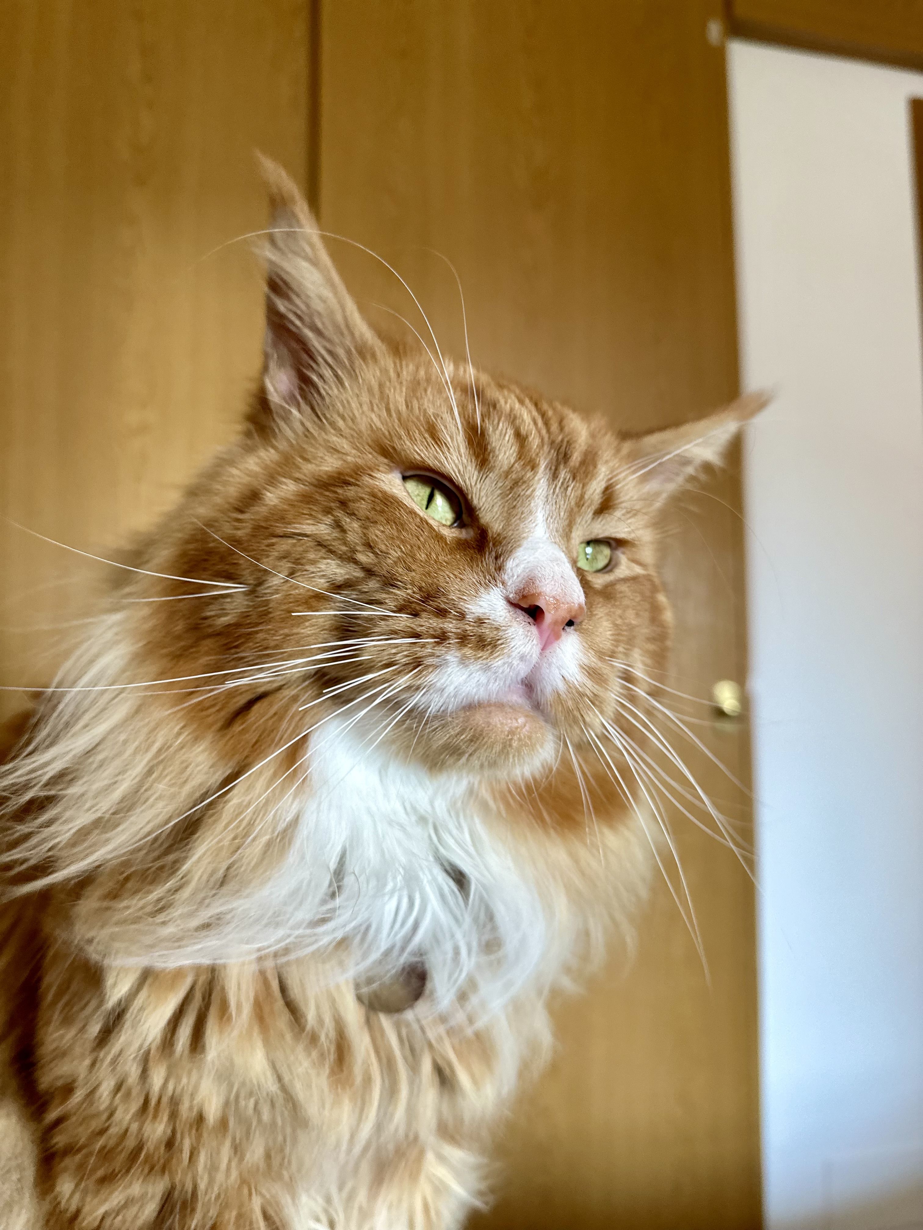 Sempre ens acompanyen - Sant Vicenç de Montalt FOTO: Laura Costa Anadón