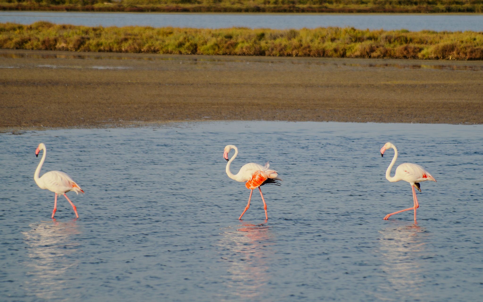 Salvem el delta - Delta de l'Ebre, Tarragona FOTO: Paloma Laburu Congosto 