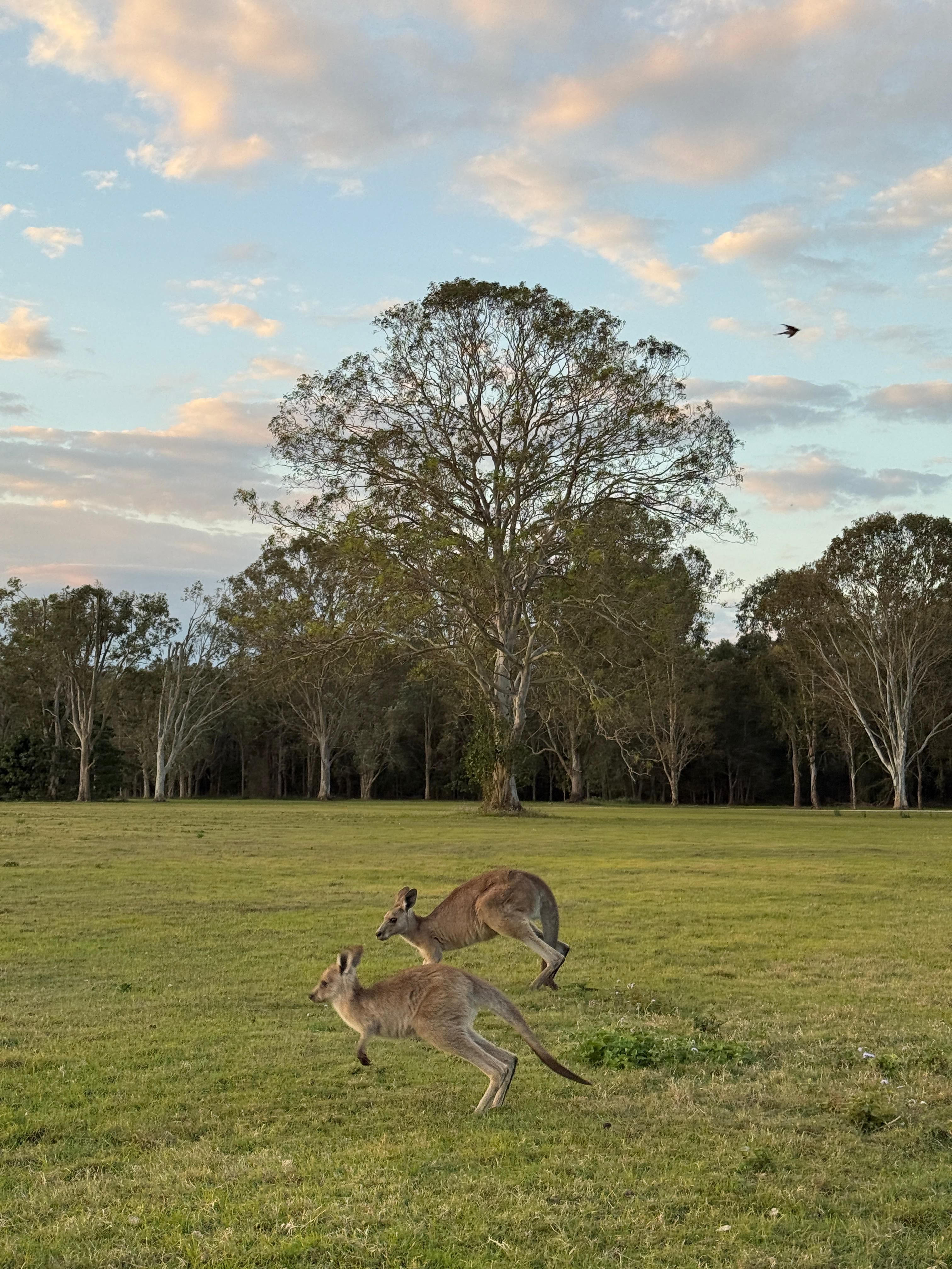 Saltando libremente - Austràlia FOTO:Rosa Mary Botella Andivia