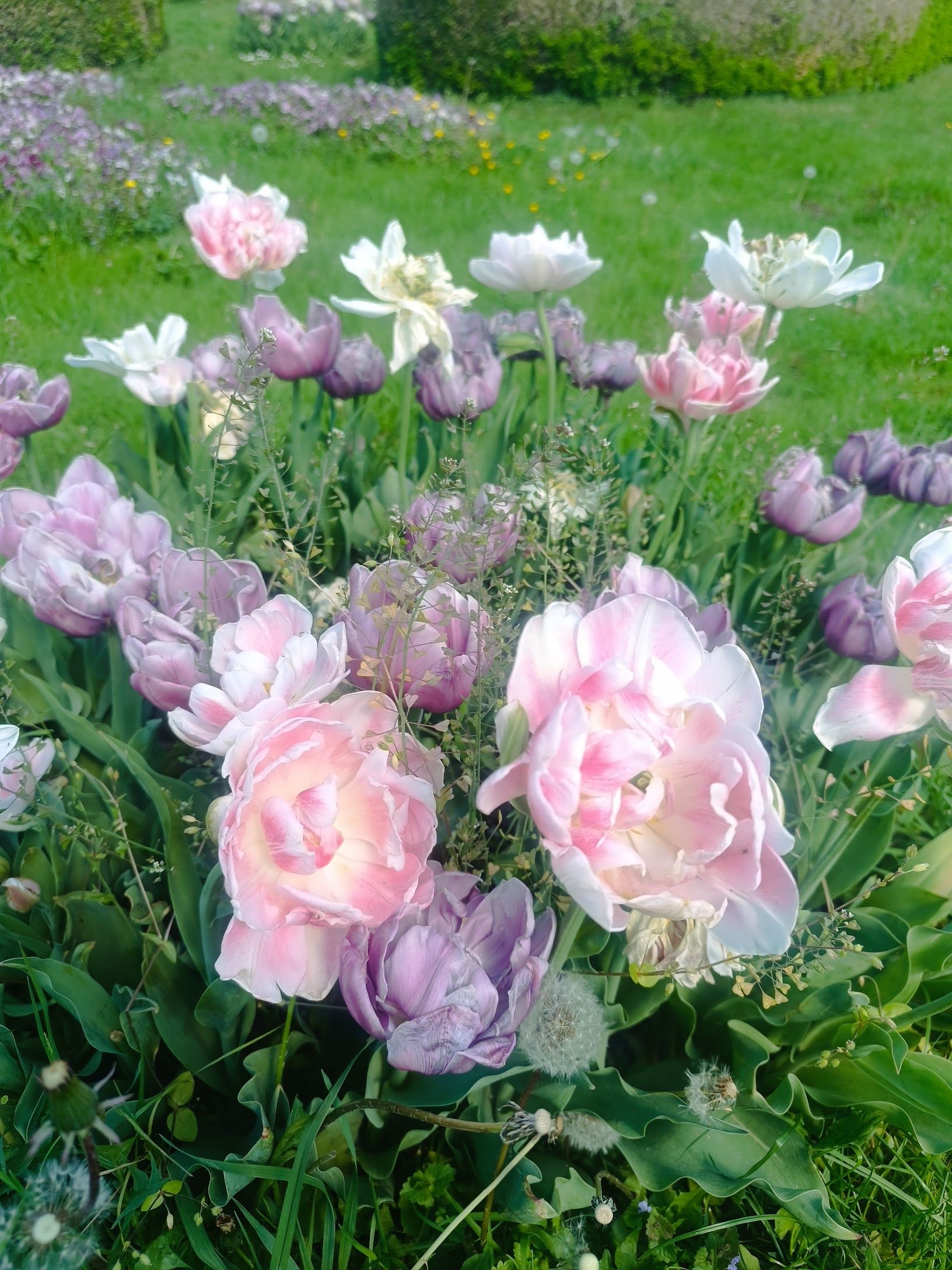 Rosaler Dolç - Viena FOTO: Patri Bogdanov